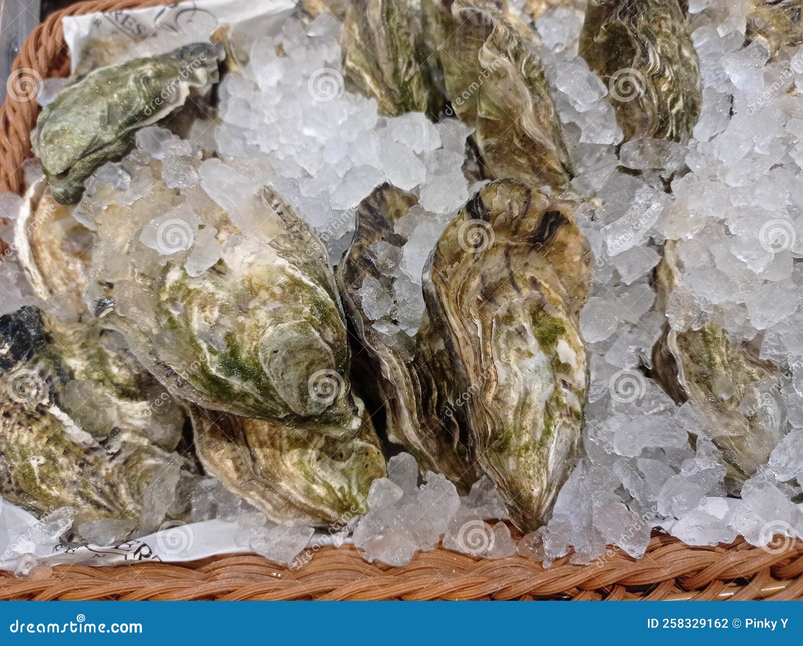 Big and Fresh Oysters with Ice in a Brown Basket Stock Photo Image of
