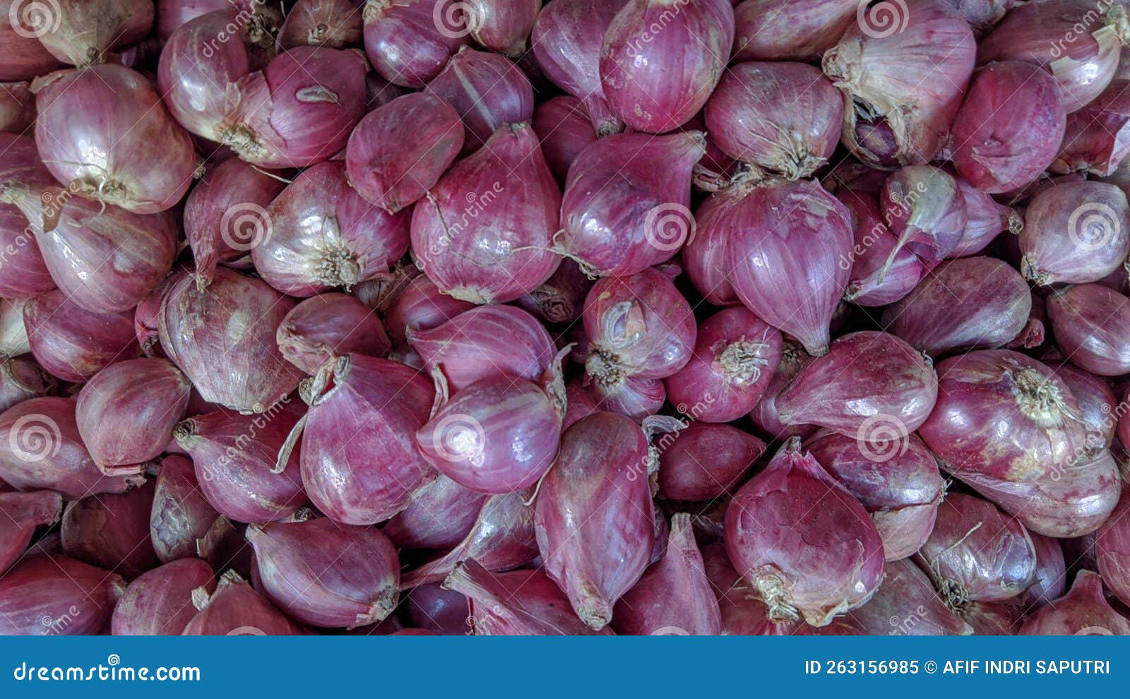 Big Shallots Stock Photos - Free & Royalty-Free Stock Photos from Dreamstime