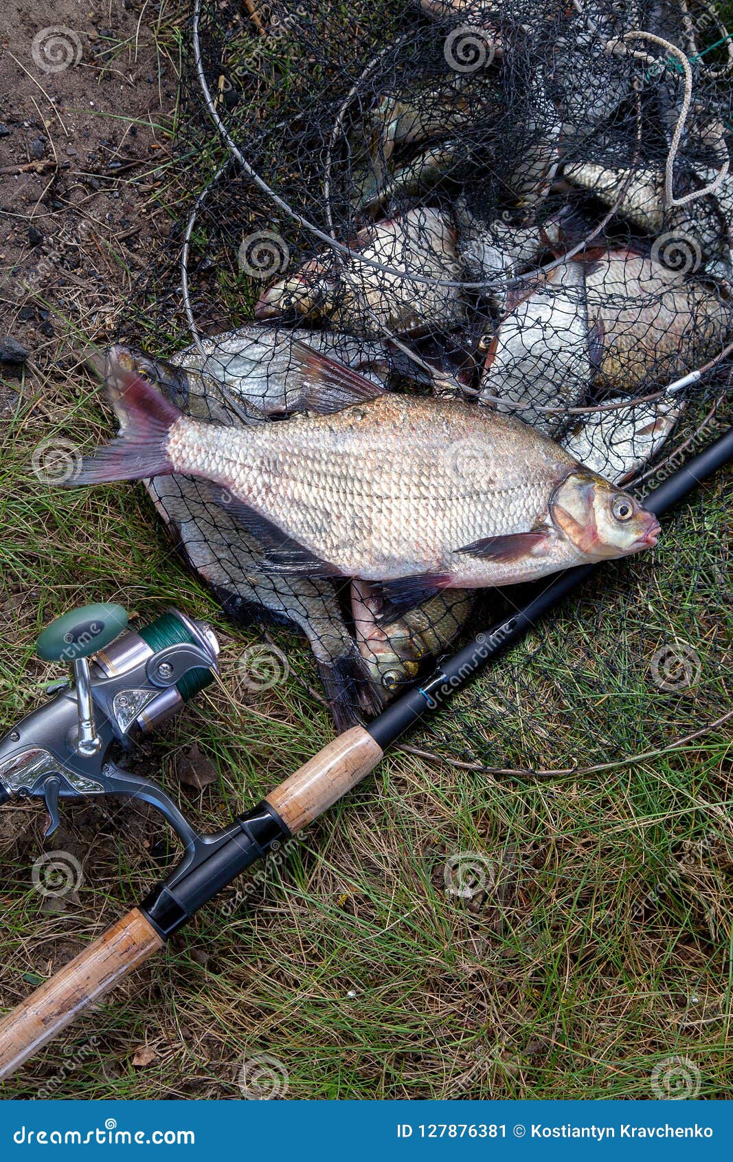 Big Freshwater Common Bream Fish and Fishing Rod with Reel on La Stock  Image - Image of water, silver: 127876381