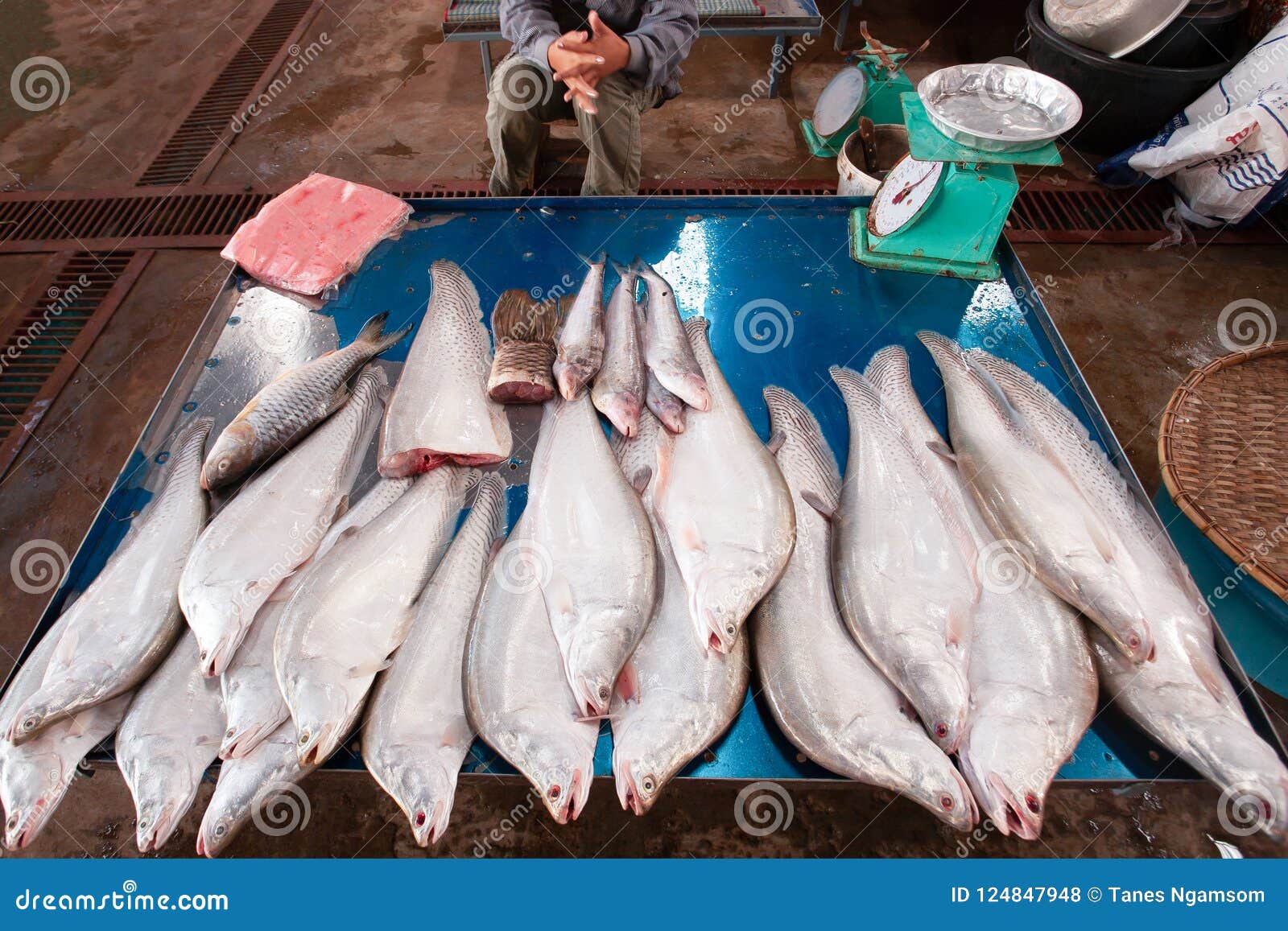 big freshwater fish from mekong river at pakse market. vender wa