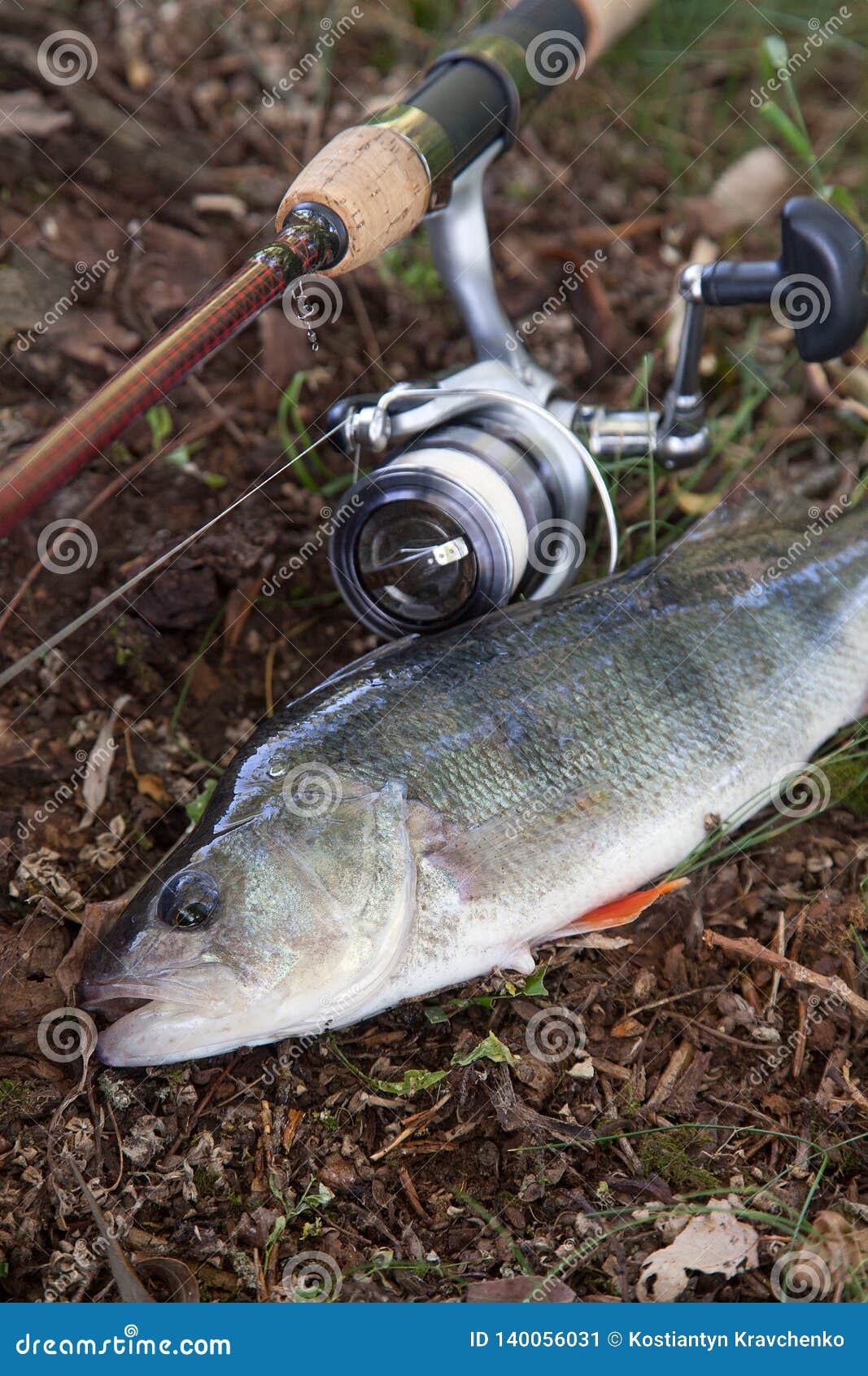 Big Freshwater Perch and Fishing Rod with Reel Stock Image - Image