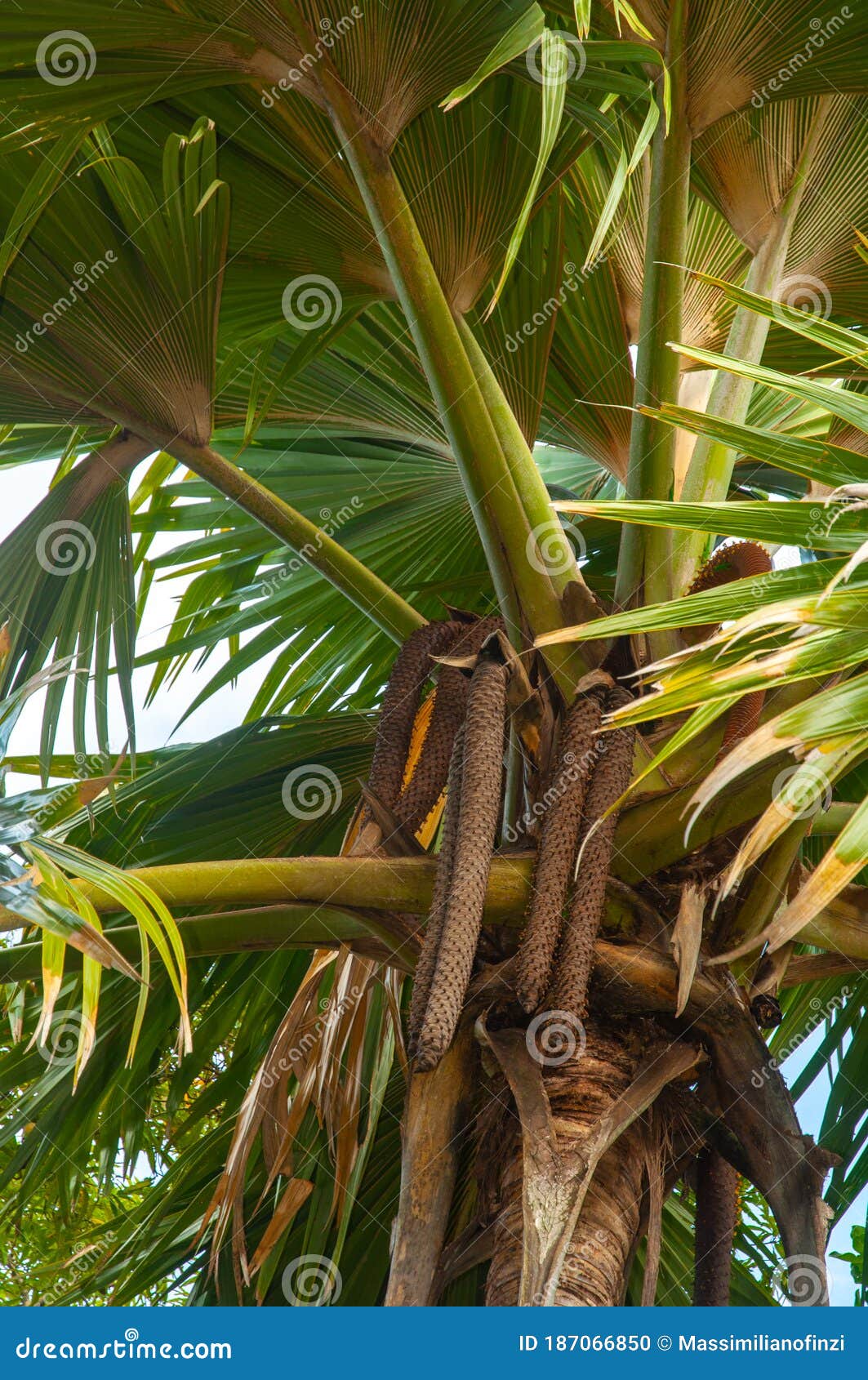 Sea Coconut Or Lodoicea Maldivica Royalty-Free Stock Image ...