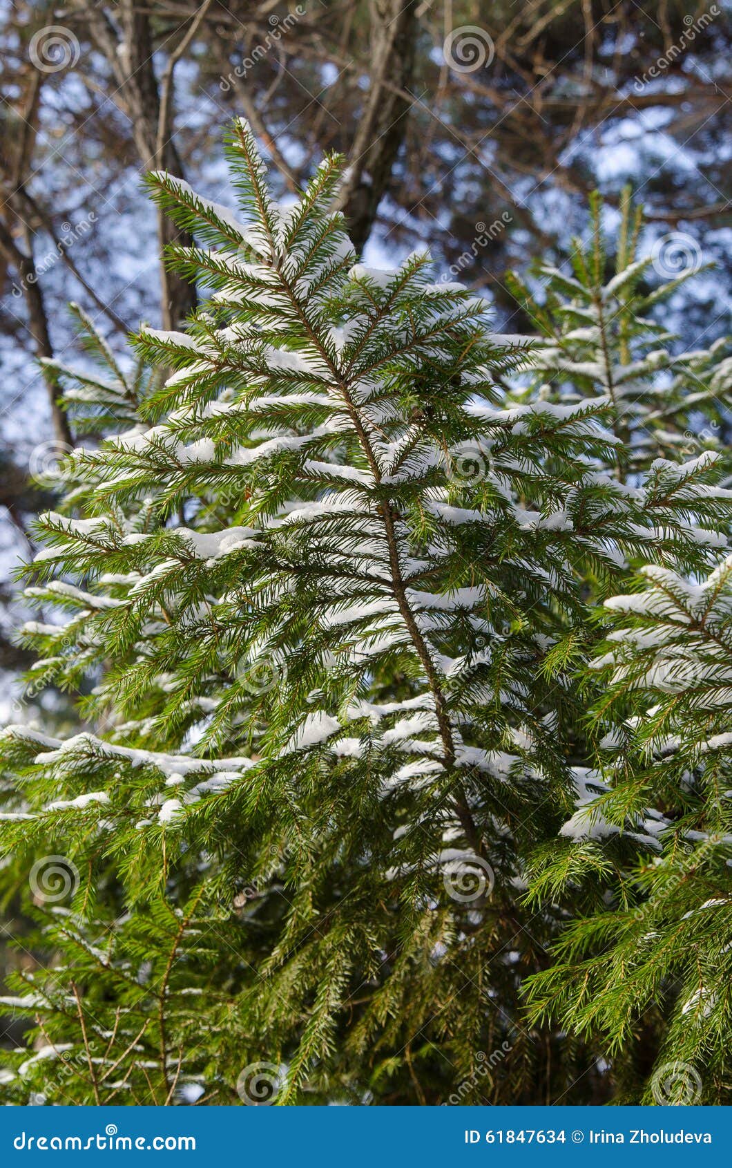 Big Fur-tree Branch with Snow Stock Photo - Image of celebrate ...