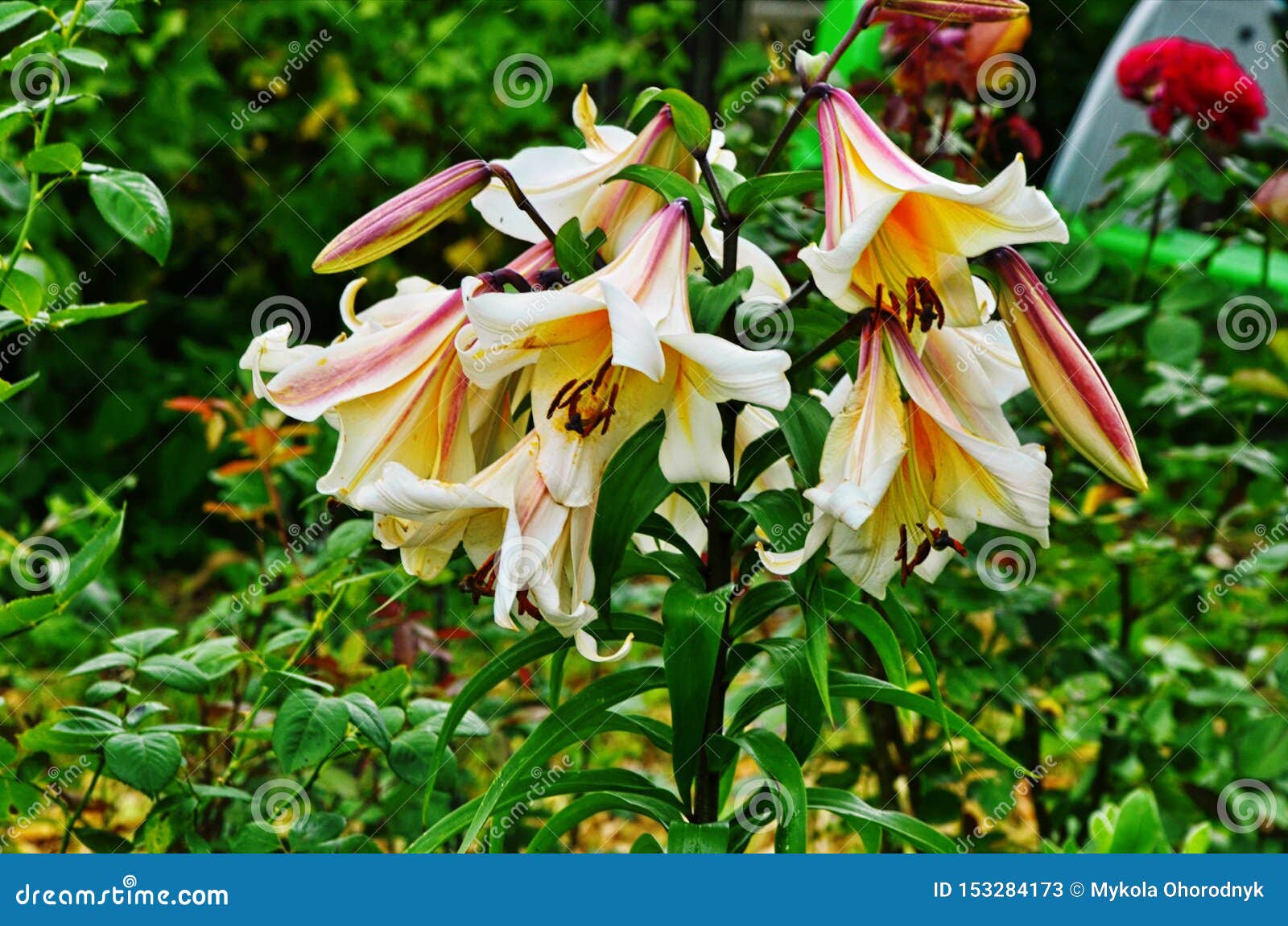 It is big garden lilies stock image. Image of pretty - 153284173