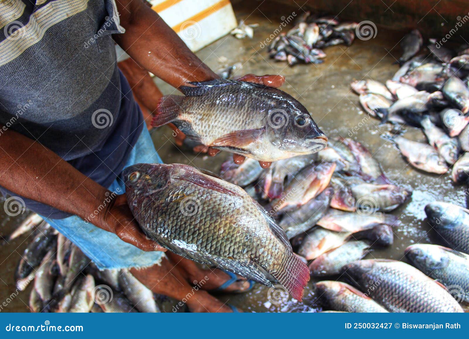 Big Improved GMO GIFT Tilapia Fish in Hand of a Fish Farmer