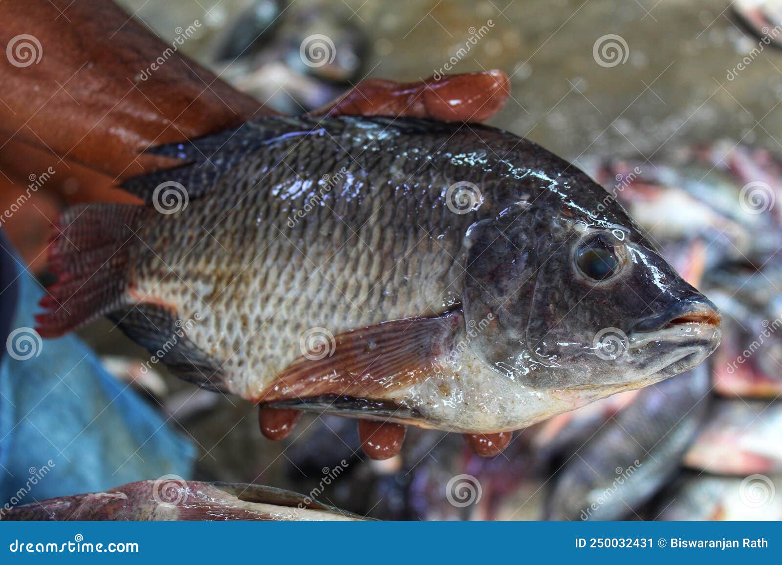 Big Genetically Improved GMO GIFT Tilapia Fish in Hand of a Fish Farmer  Stock Image - Image of sale, cuisine: 250032431