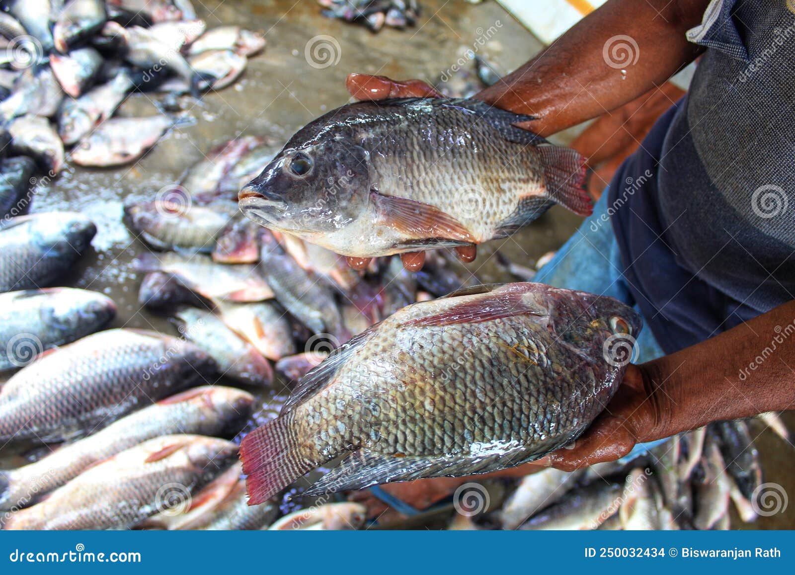 Big Genetically Improved GMO GIFT Tilapia Fish in Hand of a Fish Farmer  Stock Photo - Image of health, fresh: 250032434