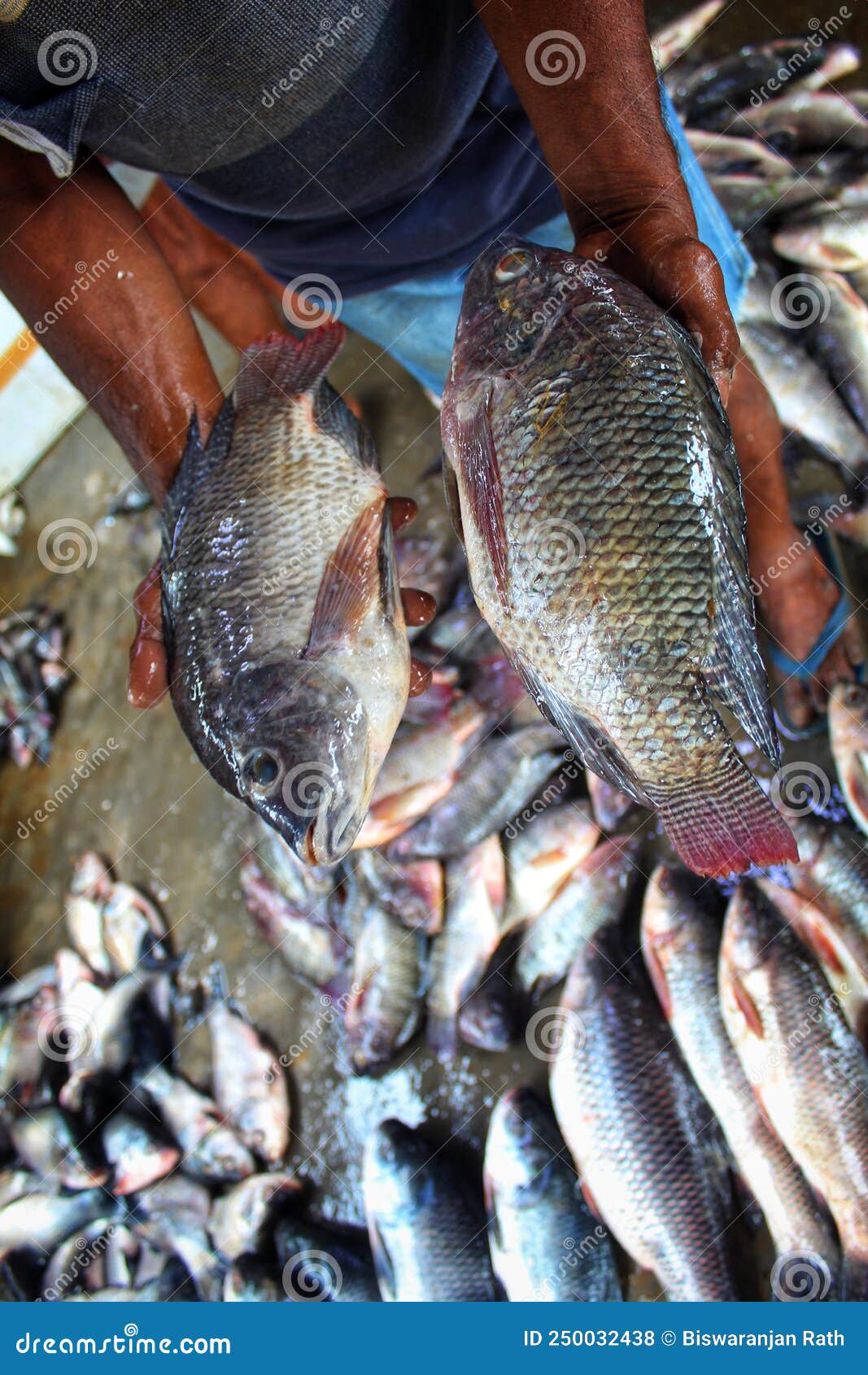 Big Genetically Improved GMO GIFT Tilapia Fish in Hand of a Fish