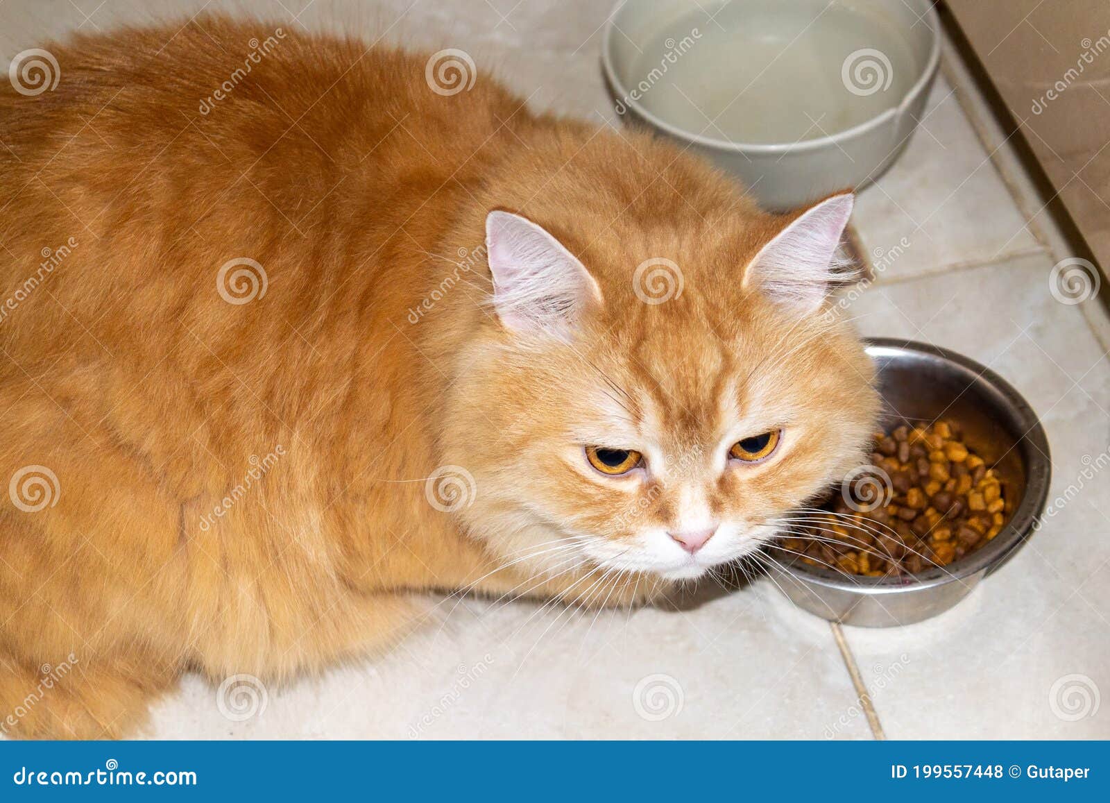 The Big Ginger Cat Eating Dry Cat Food. Stock Photo Image of lunch