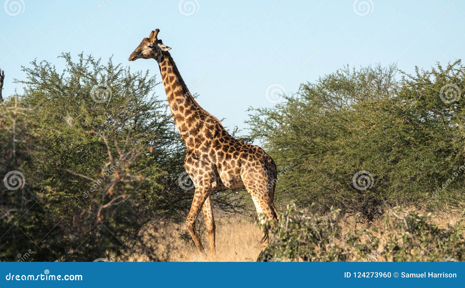 A big giraffe in the bush stock photo. Image of giraffe - 124273960