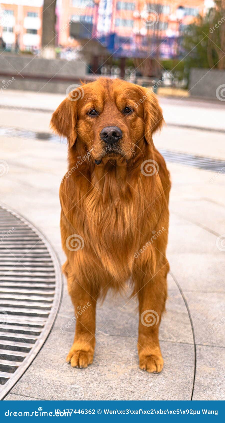 The Big Golden Hair in the Park Stock Photo - Image of beautiful, puppy:  177446362