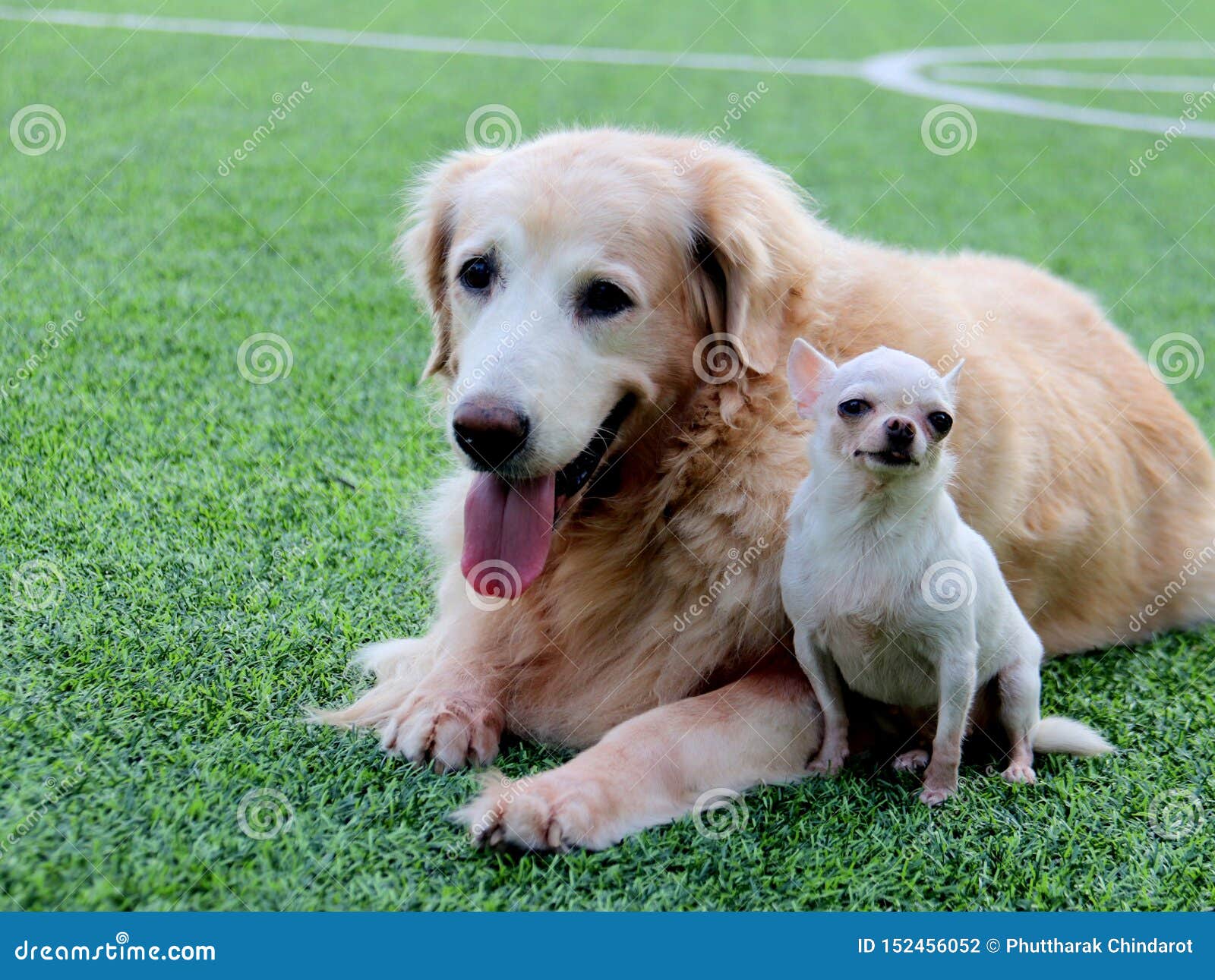 golden retriever chihuahua