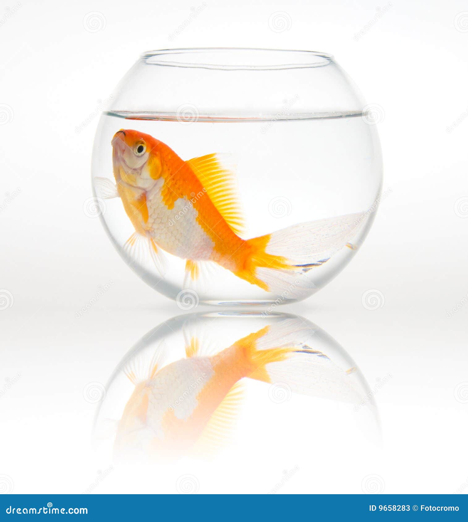 Big Goldfish in a Small Bowl Stock Image Image of fishbowl, gold 9658283