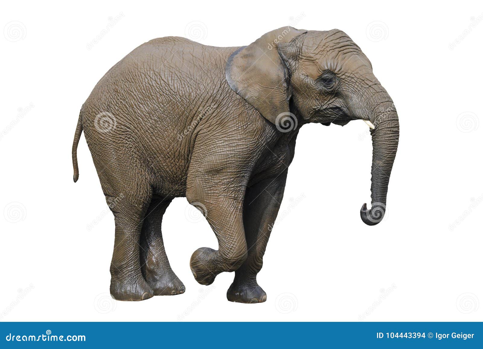Big Gray Elephant Isolated on White Background. Stock Photo - Image of africa, gray: 104443394 Big Gray Elephant Isolated on White Background. Stock Photo - Image of africa, gray: 104443394