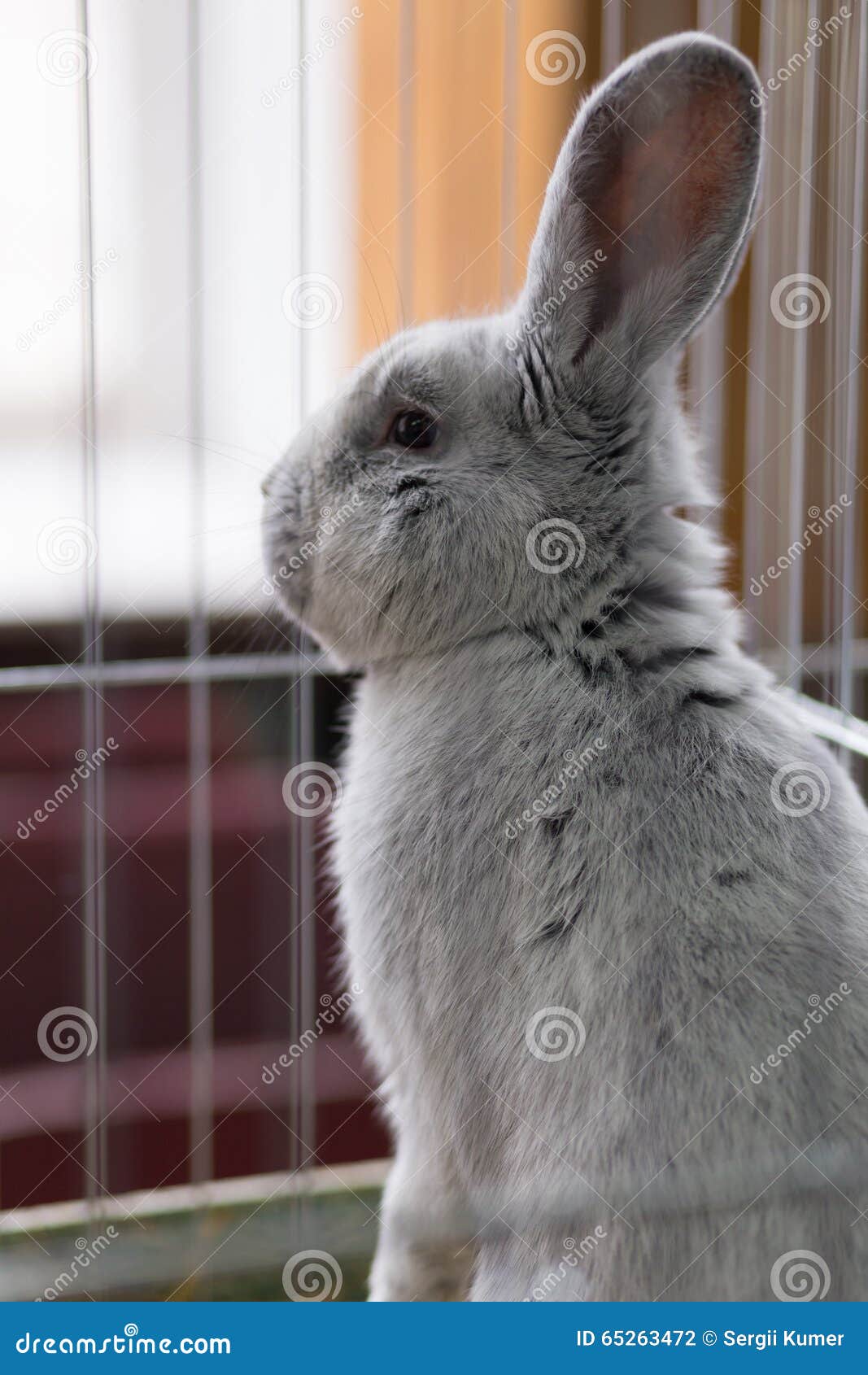 Big Gray Rabbit in the Cage Stock Photo Image of easter, breed 65263472