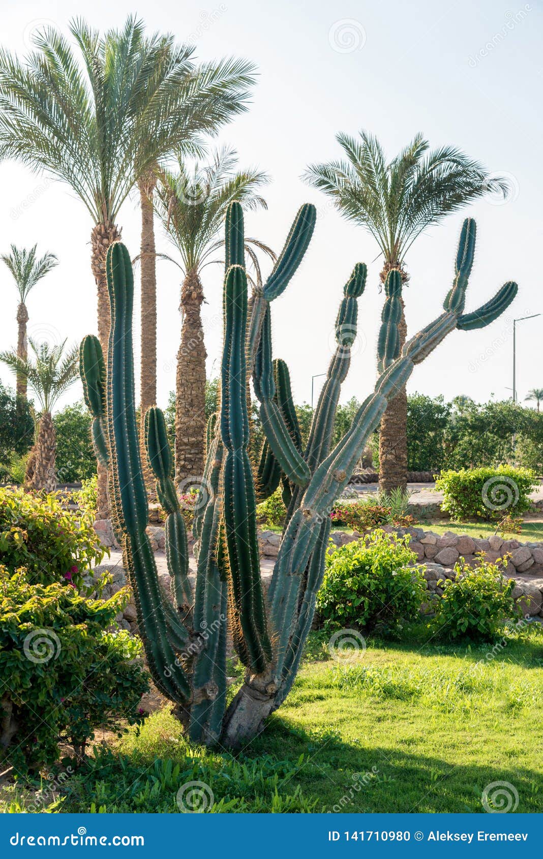 Big Green African Cactus On The Background Of Tall Palm Trees Stock
