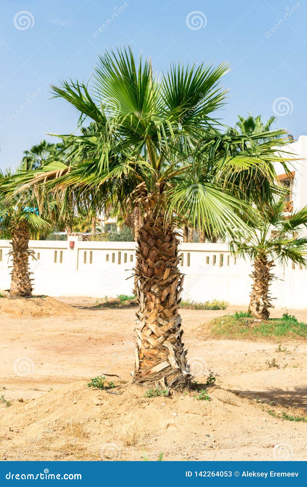 Big Green African Palm Tree Against the Blue Sky Stock Image Image of