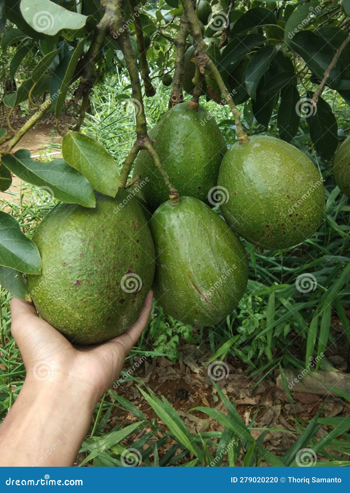 Big Green Avocado Fruit, Looks Like a Farmer& X27;s Hand Wants To Pick
