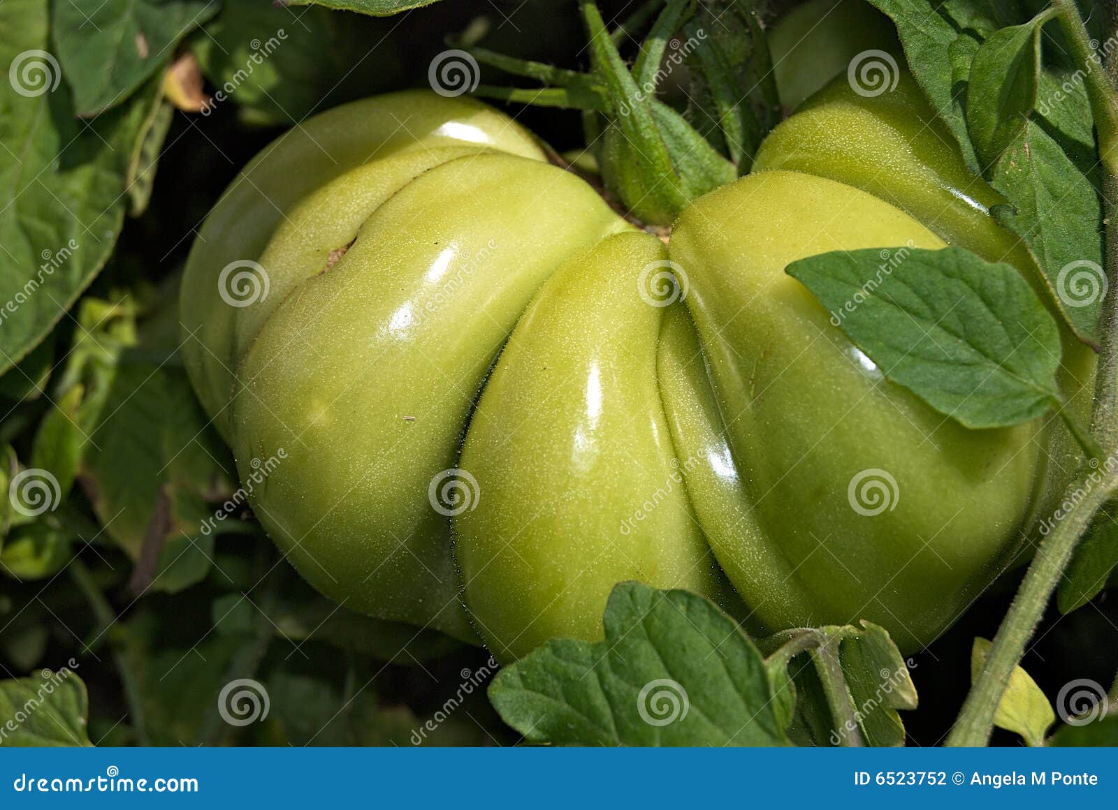 Big Green Beefsteak Tomato stock photo. Image of colour 6523752