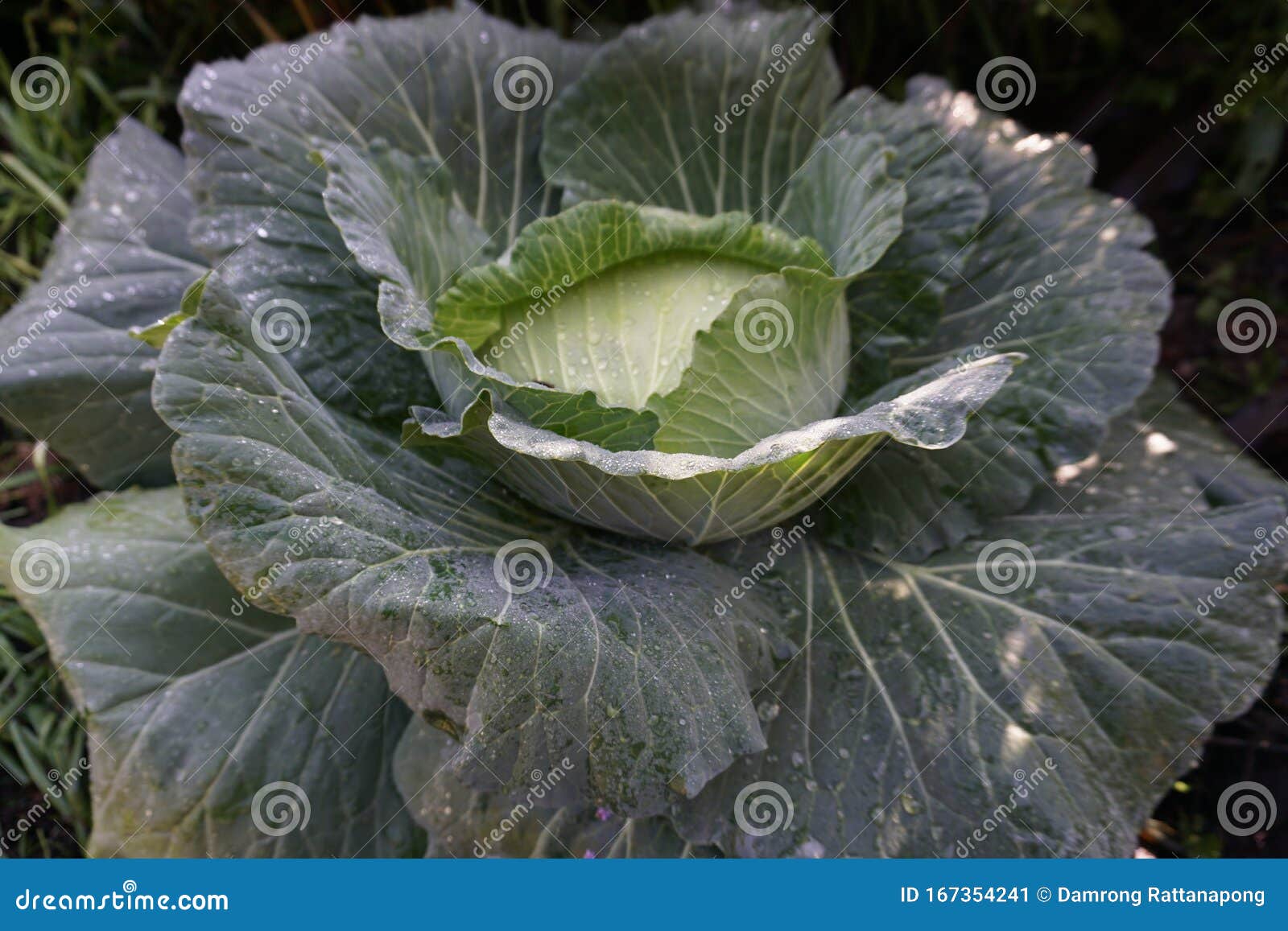 Big Green Cabbage Tree and Fresh with Water on the Leaves Stock Image Image of green, food