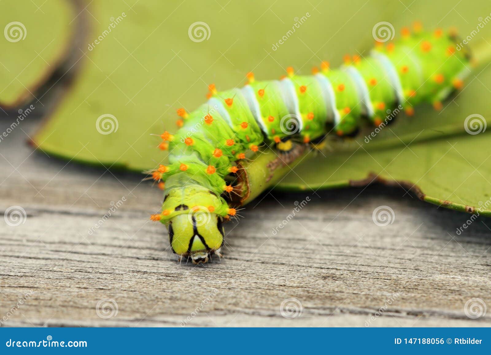 A big green caterpillar stock photo. Image of climbing 147188056
