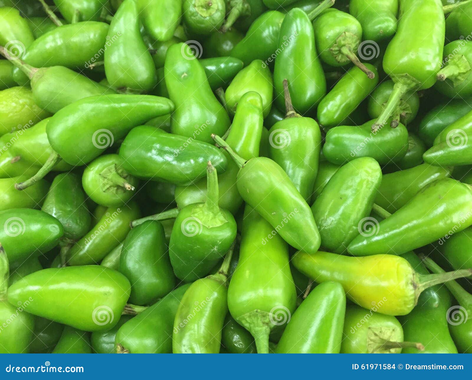 Big green chillies stock photo. Image of green, chillies 61971584