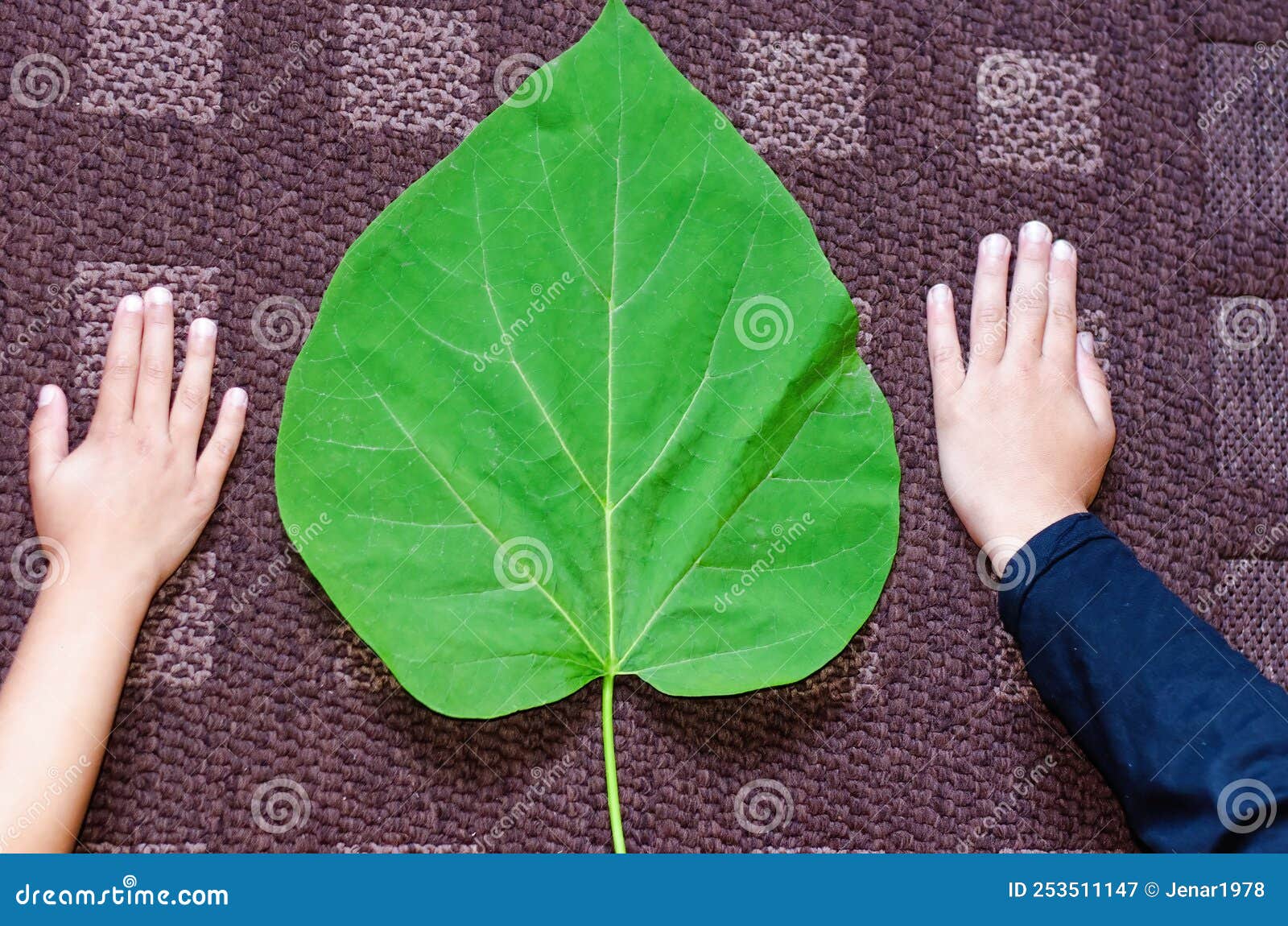 big green eco leaf of catalpa bignonioides size in comparation with childrens hands put on brown carpet
