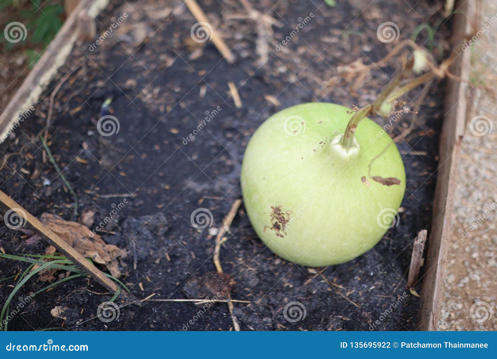 Big Green Gourd Vegetables on the Ground Stock Photo Image of gourd