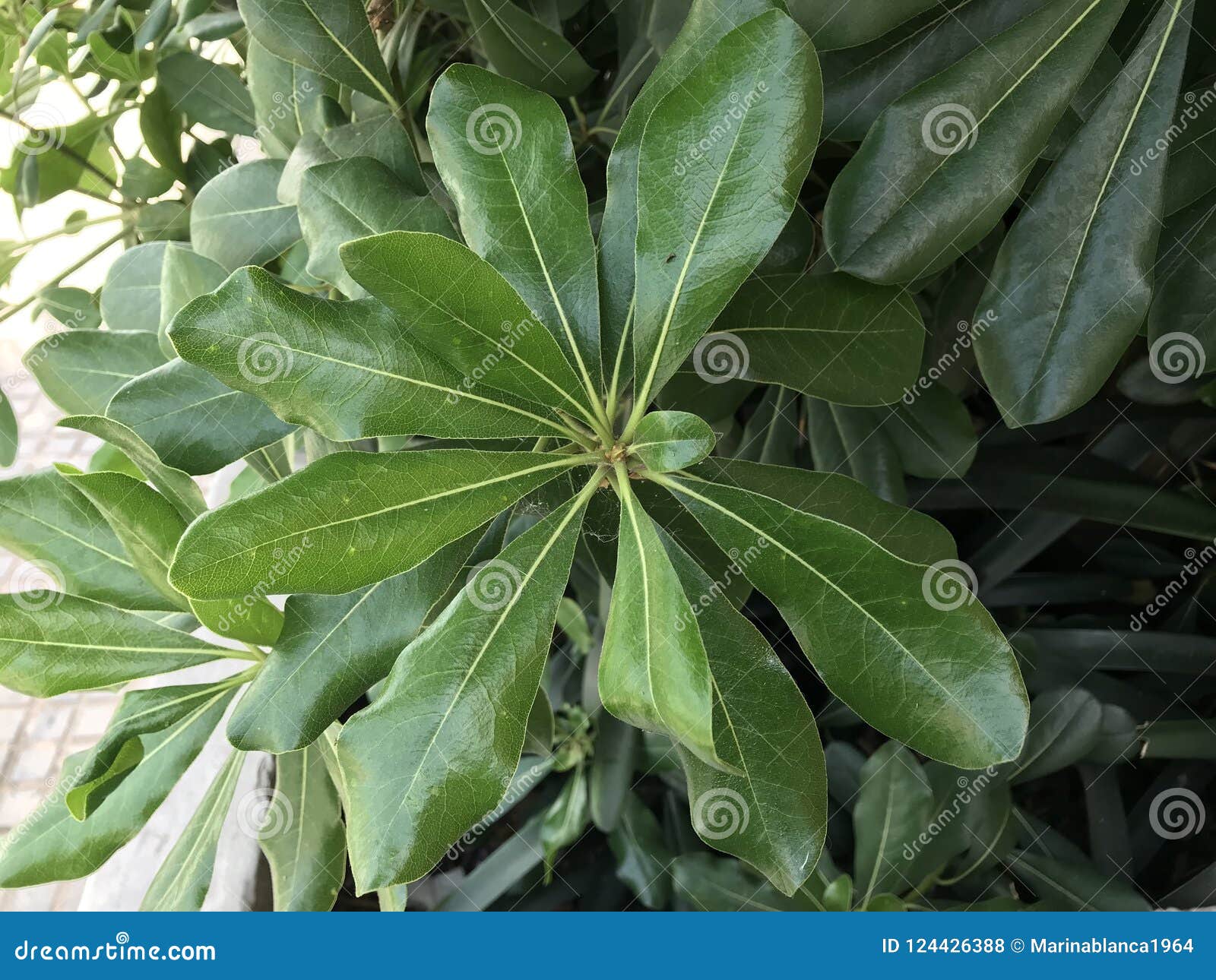 the big and green leaf.