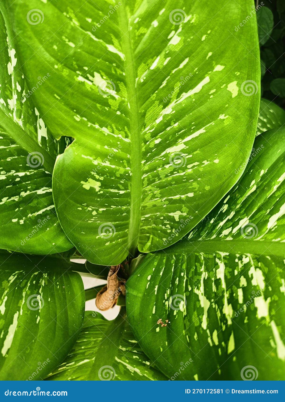 Big Green Leaf with White Spots Stock Image Image of leaf, tropics