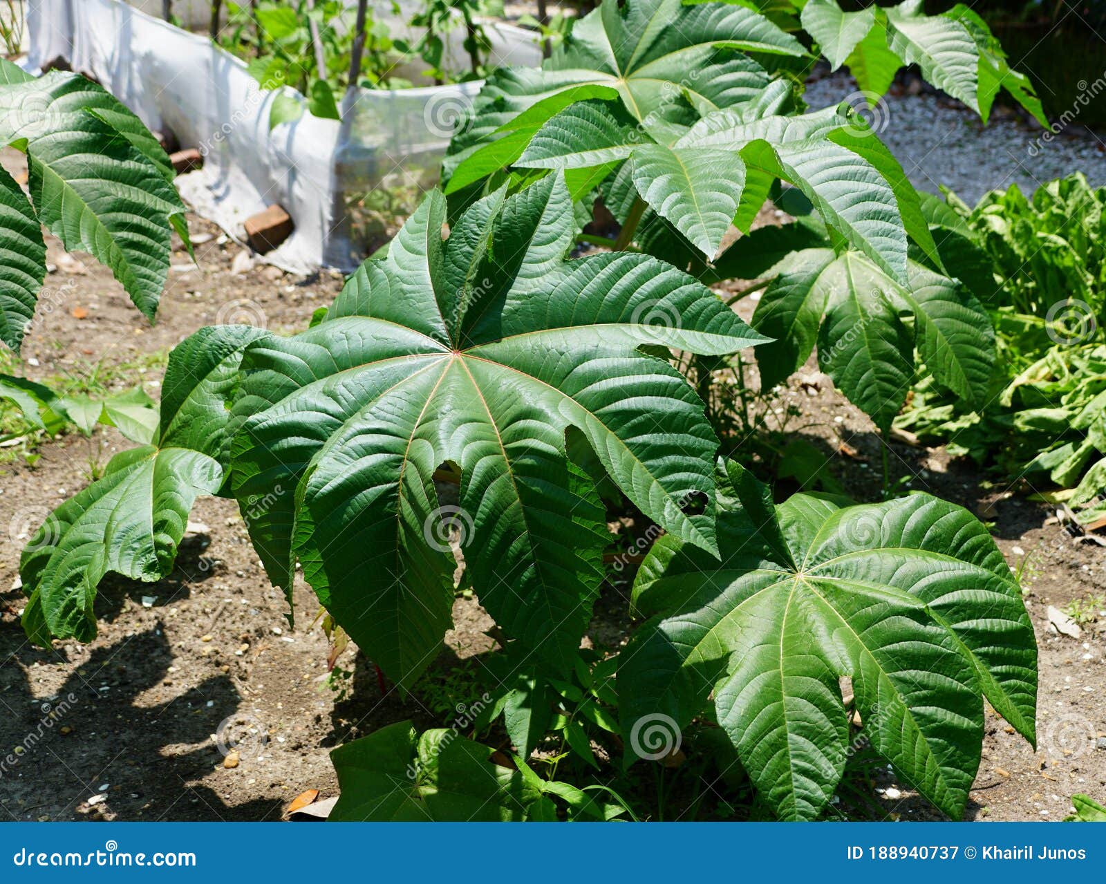 Big Green Leaves of Castor Beans Plant Stock Image Image of sunny, green 188940737