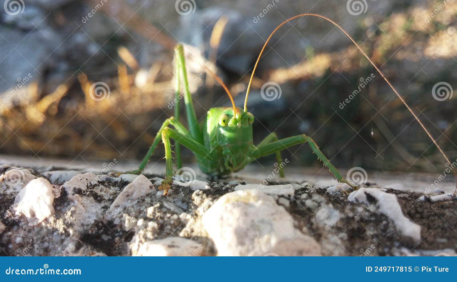 big green locust for zoom