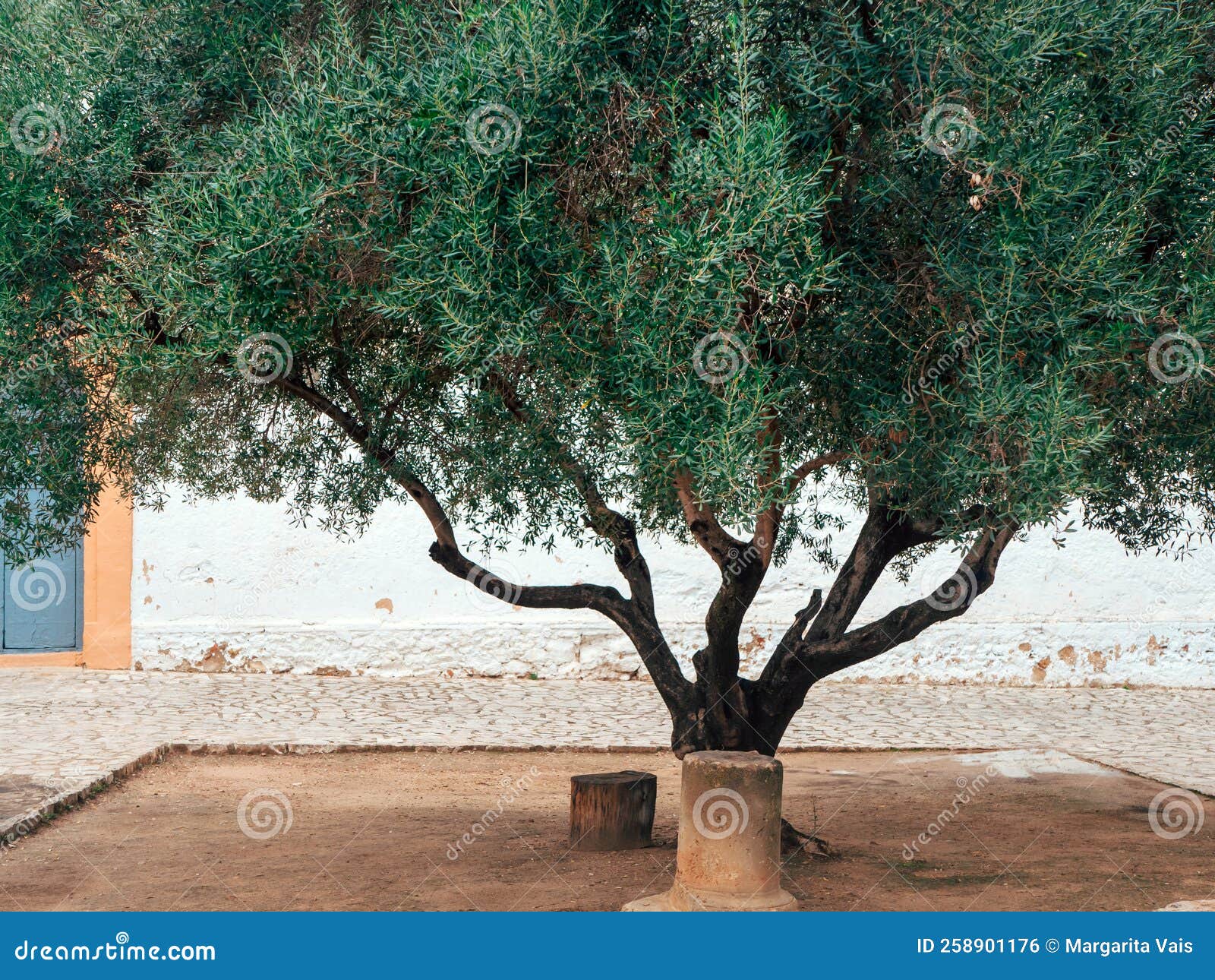 Big Green Olive Tree in a Little Yard with a Stump and a Part of a