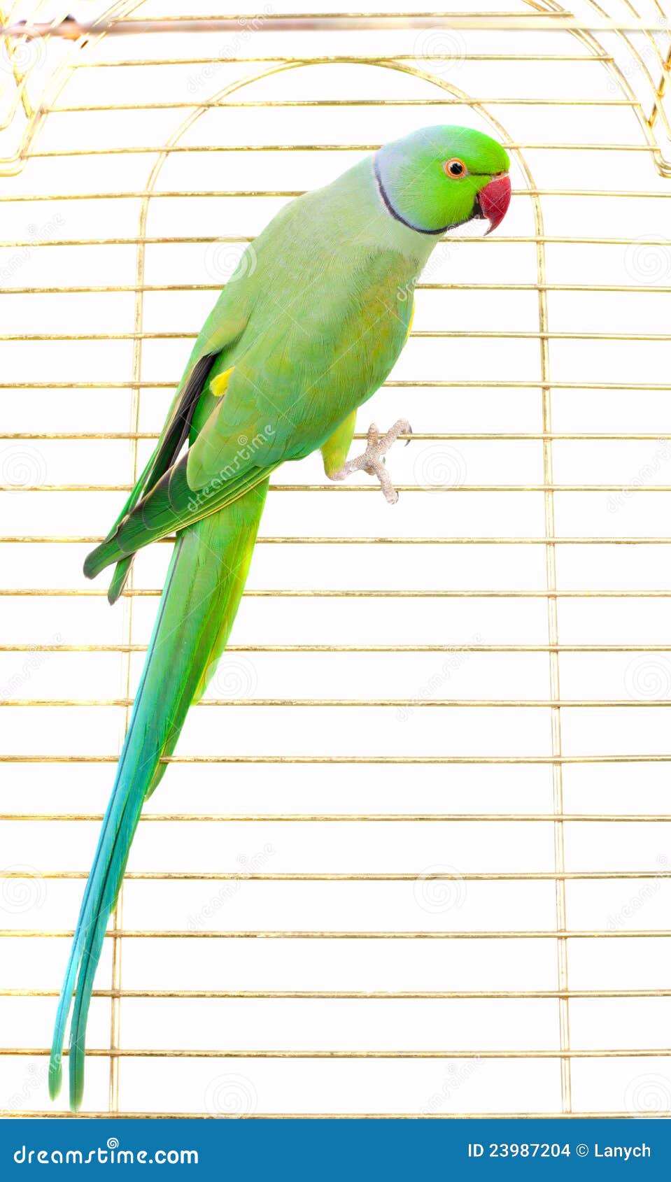 Big green parrot stock photo. Image of isolated, colorful - 23987204