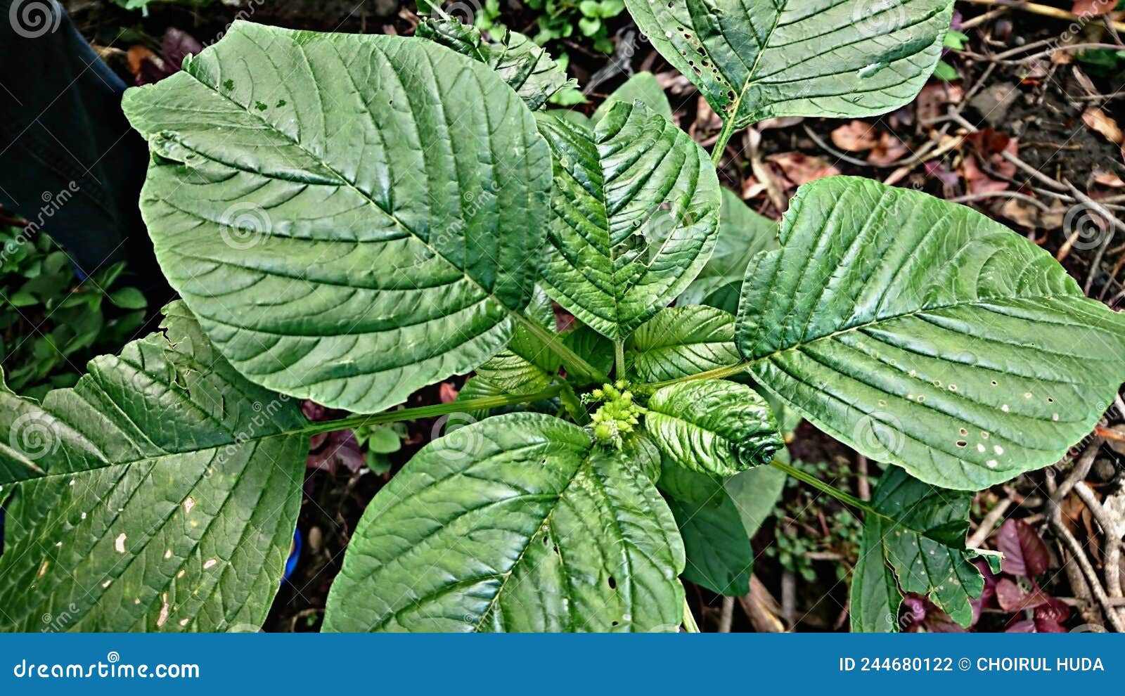 Big Green Spinach Leaf Tree Stock Photo Image of spinach, leaf 244680122