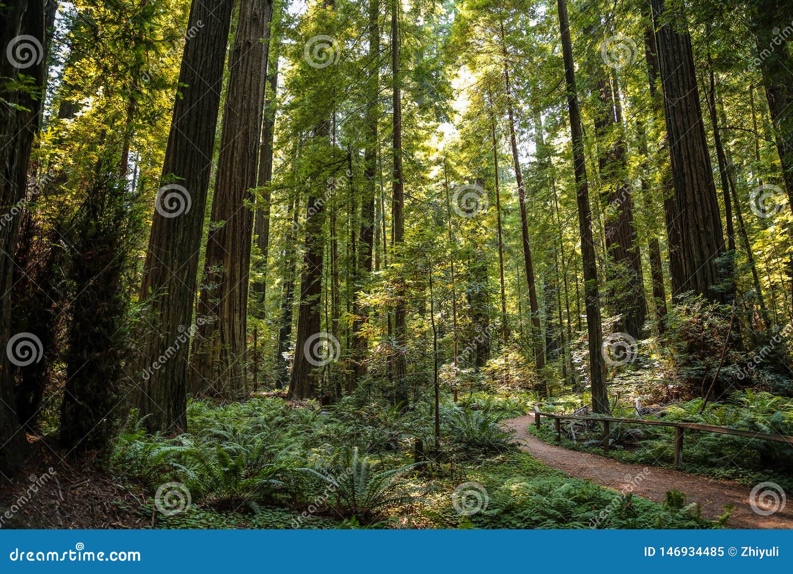big green tree forest trail at redwoods national park spring
