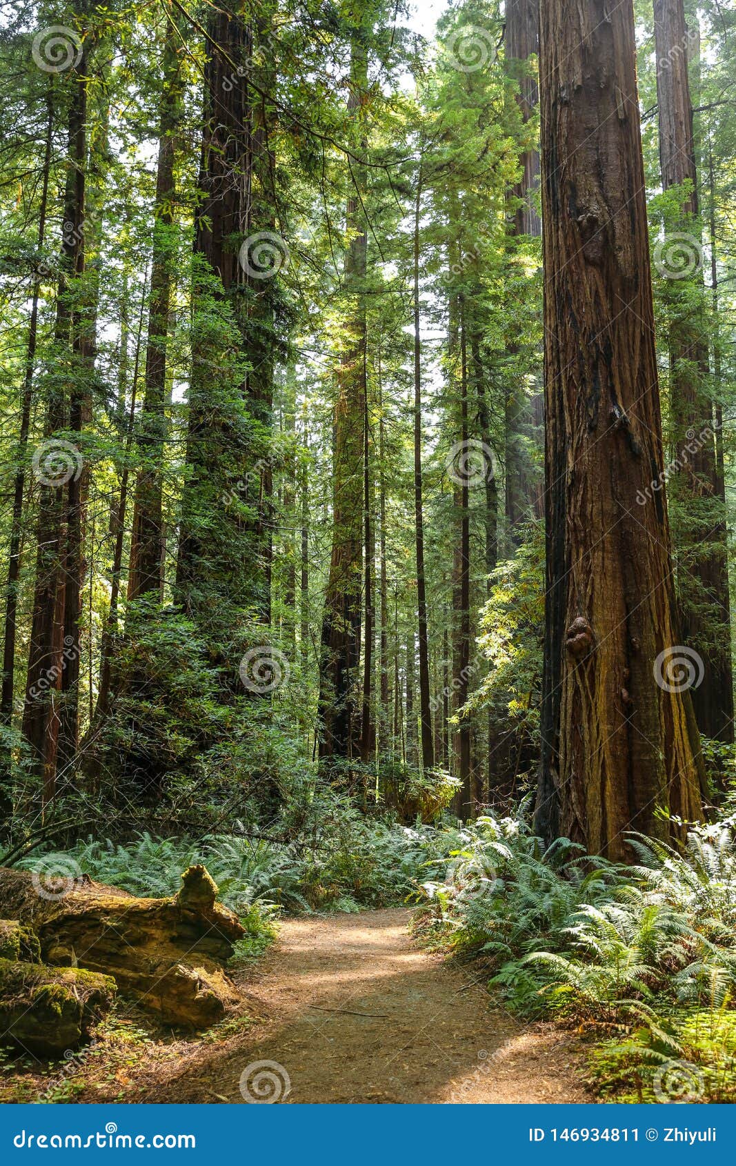 big green tree forest trail at redwoods national park spring