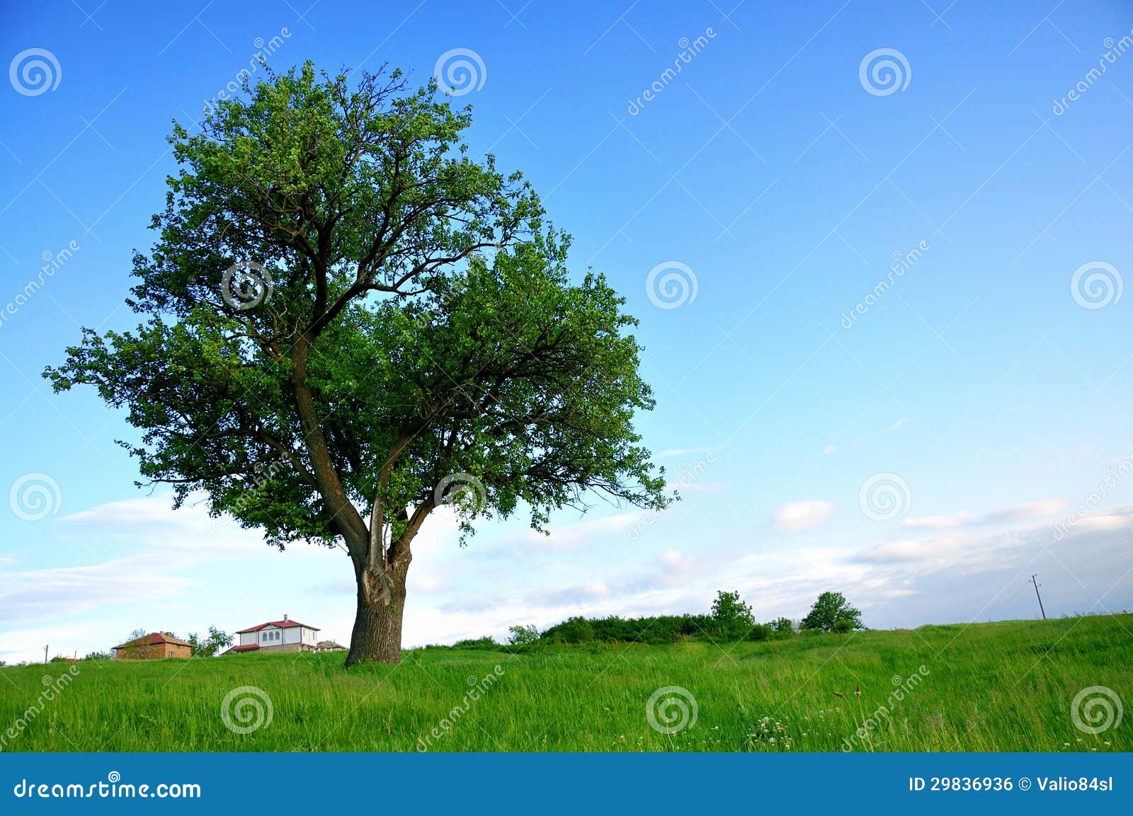 Big Green Tree stock photo. Image of blue, green, scenery 29836936