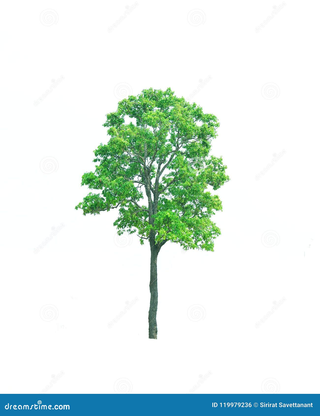 Big green tree stock photo. Image of green, stem, natureenviroment