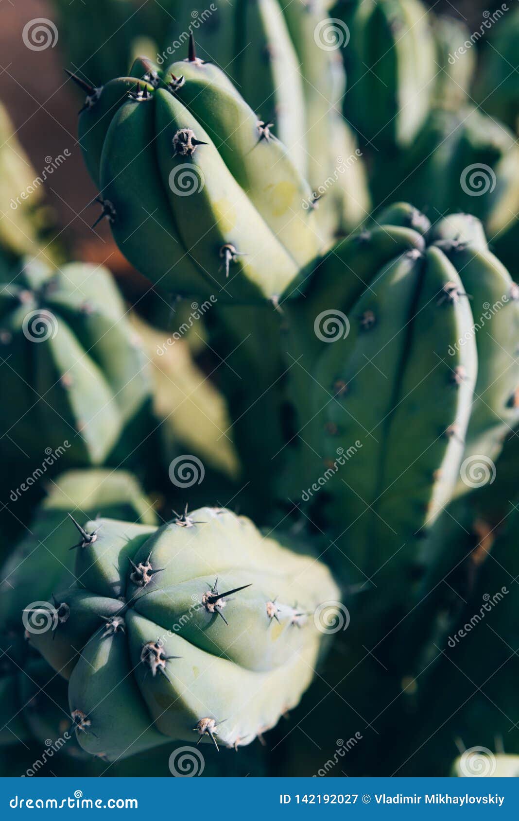Needle cactus stock image. Image of flower, pattern 142192027
