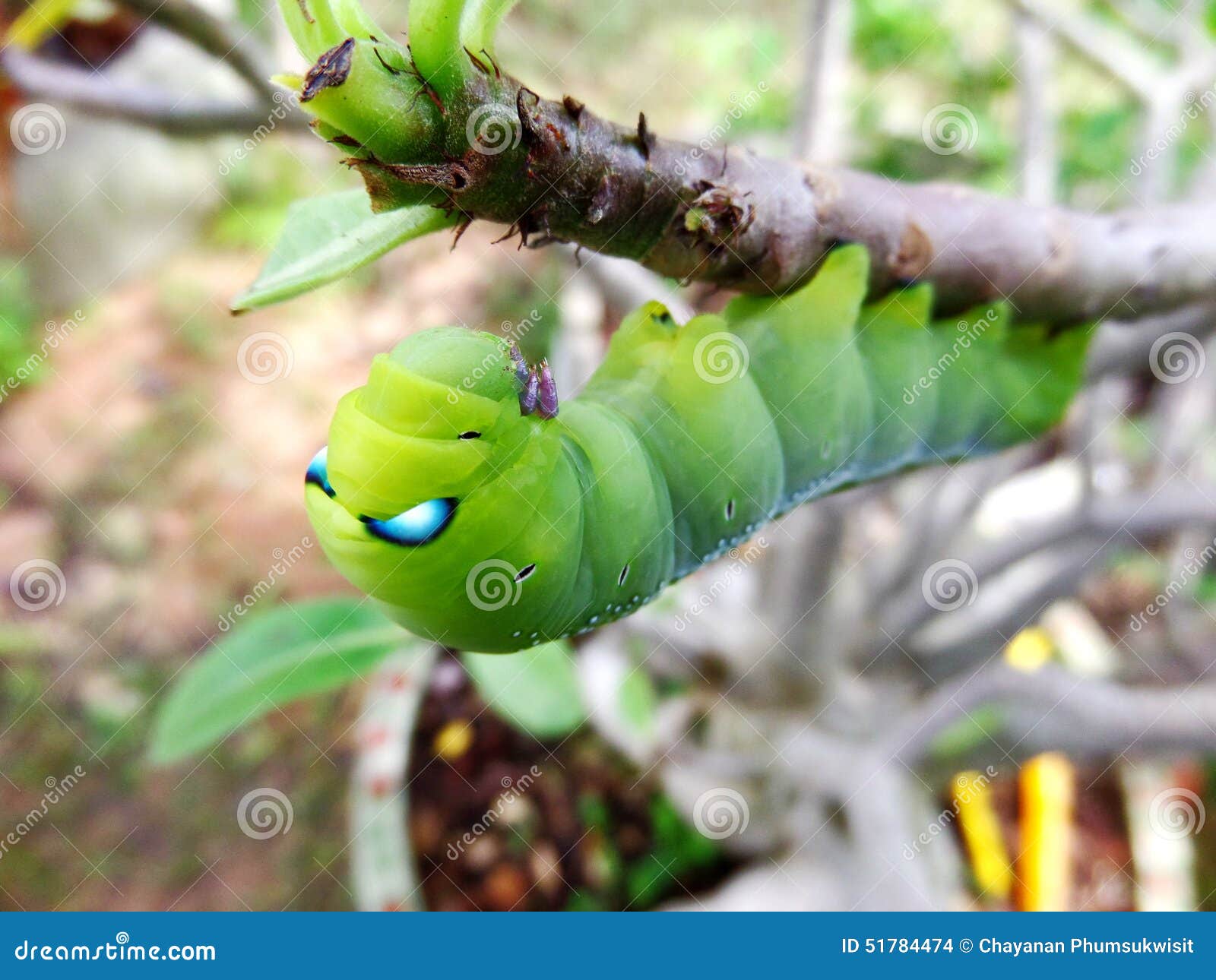 Big green worm stock photo. Image of wildlife, worm, animal - 51784474