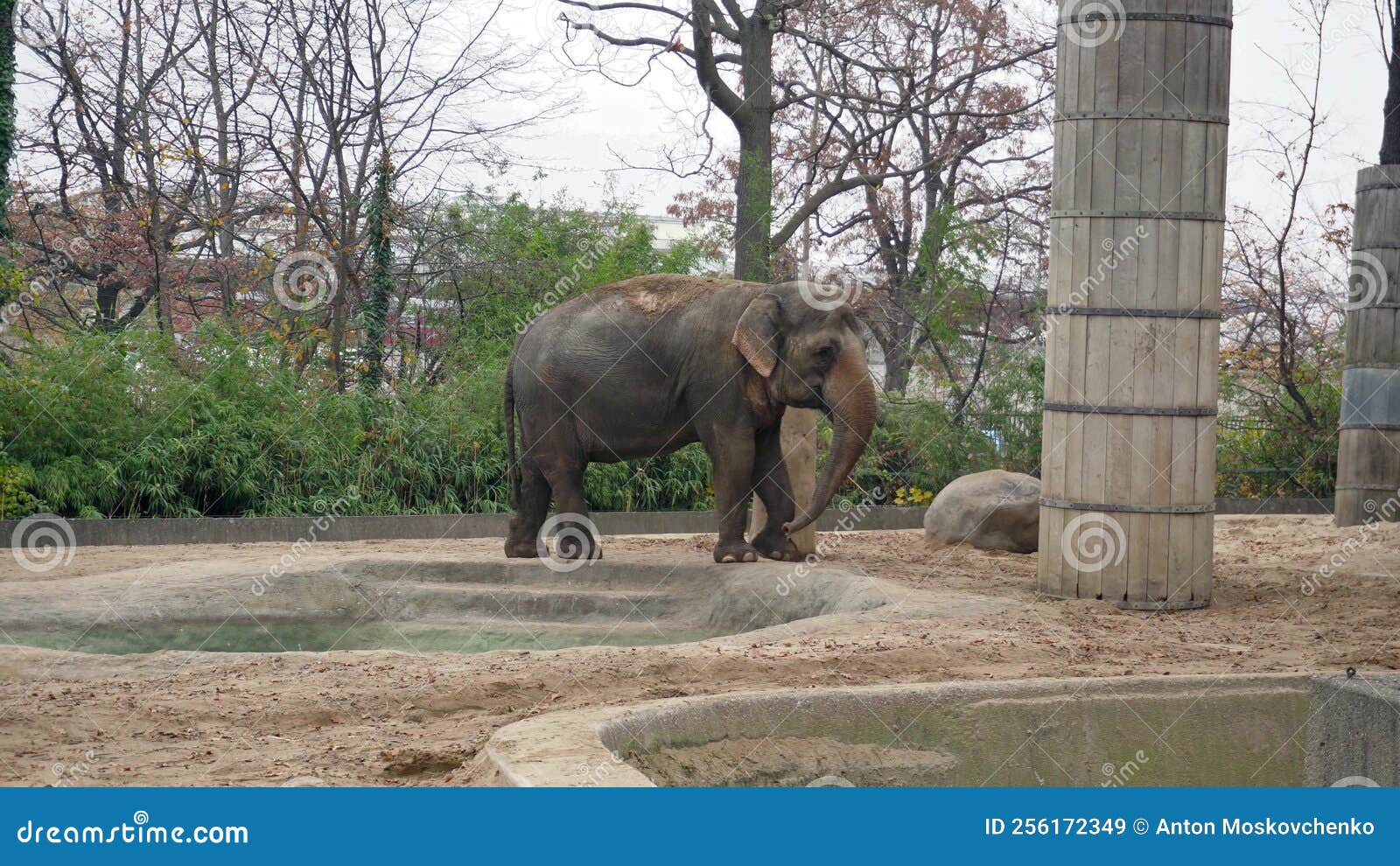 Big Grey Elephant in Berlin Zoological Garden. Stock Image Image of