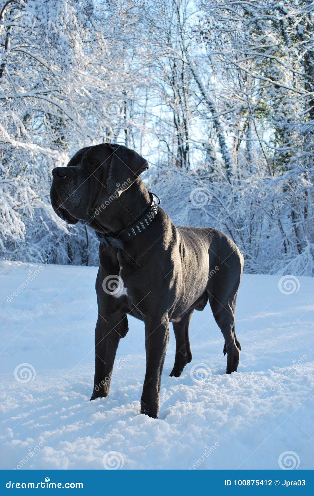 a big grey great dane