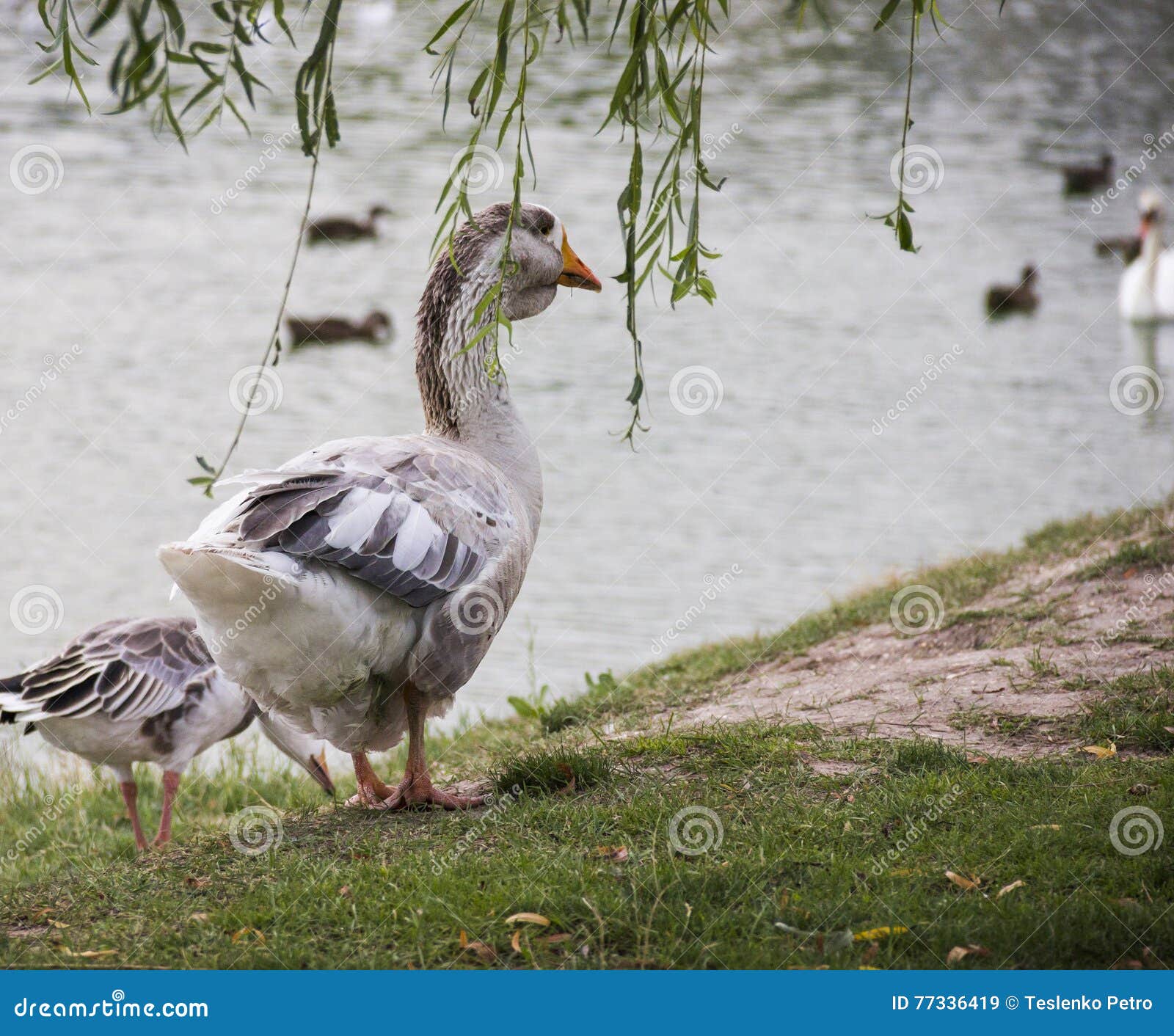 Big grey Toulouse goose stock image. Image of livestock 77336419