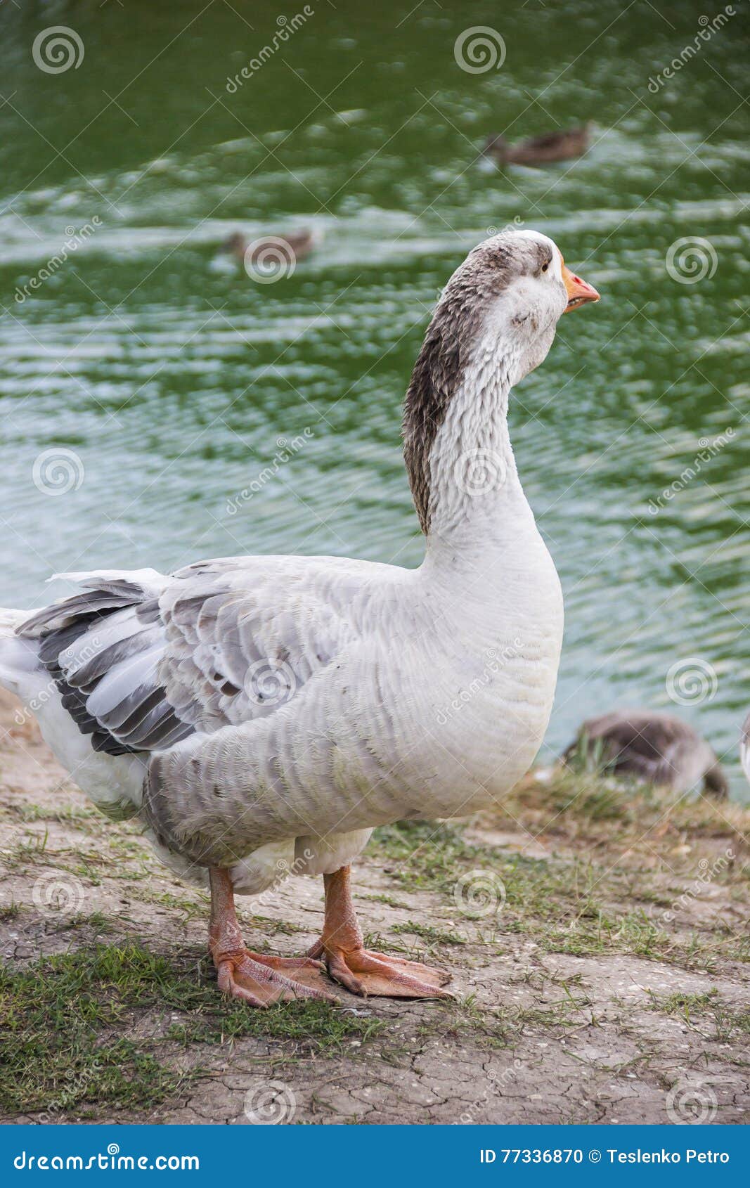 Big grey Toulouse goose stock photo. Image of outdoors 77336870