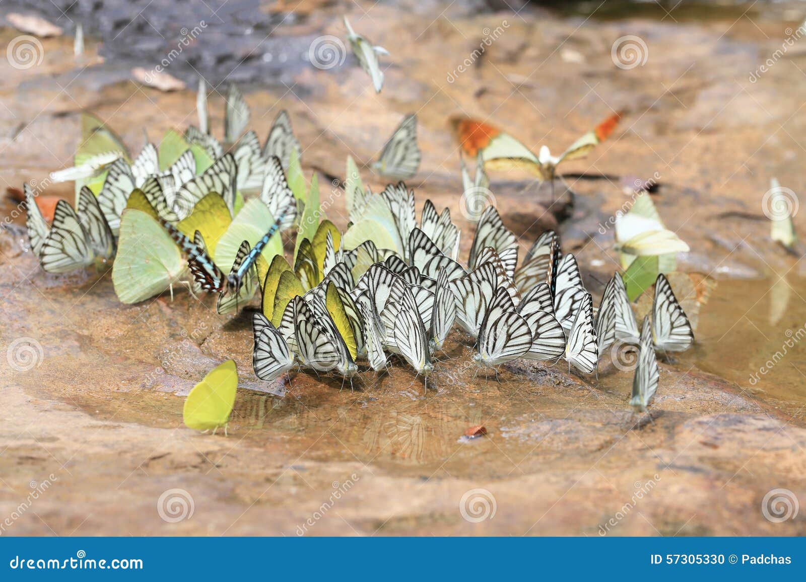 a big group of black-veined white butterflies (aporia crataegi