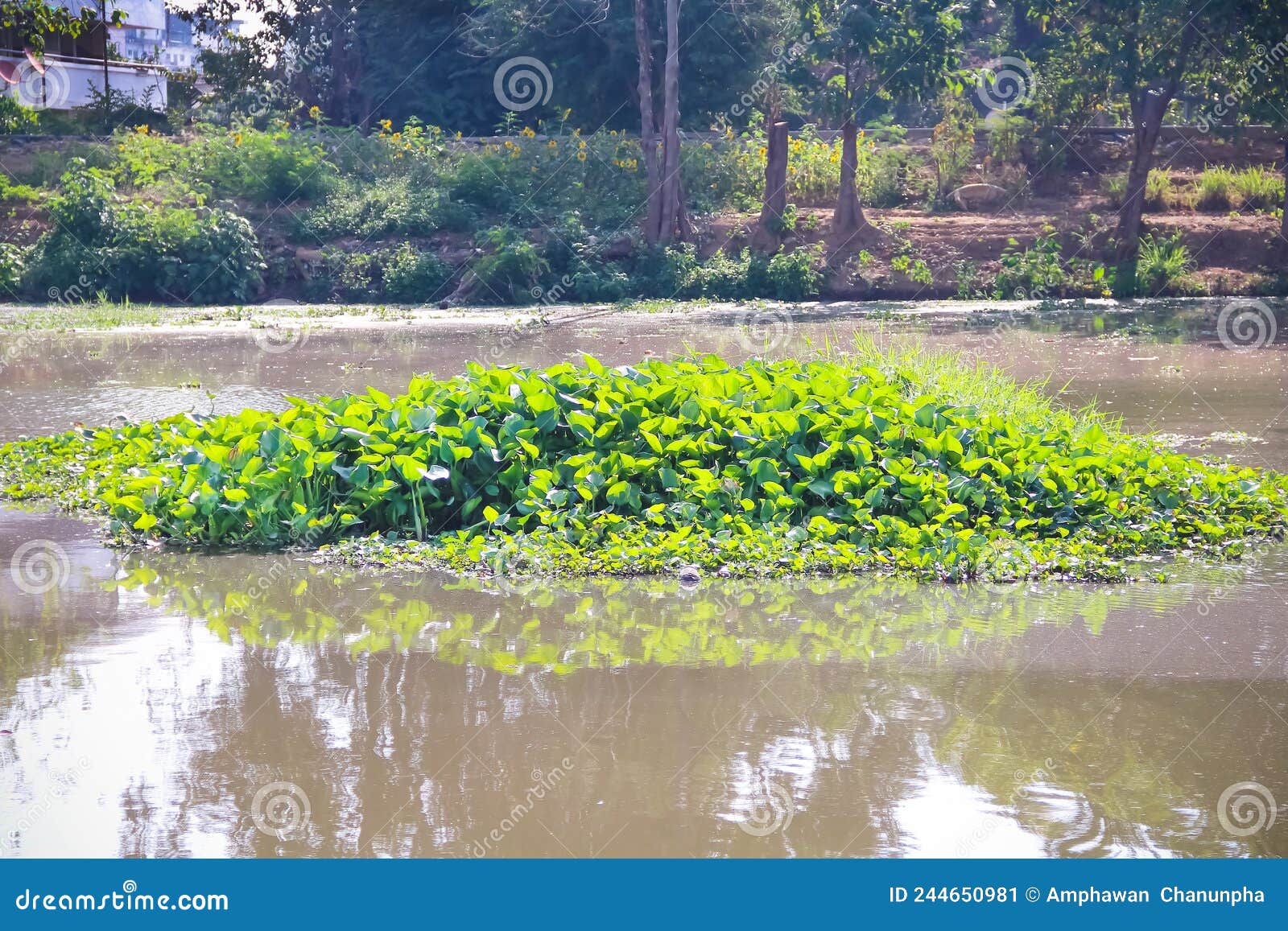 Ã Â¸Âºbig group natural floating water hyacinth green plants eichornia crassipes in the river