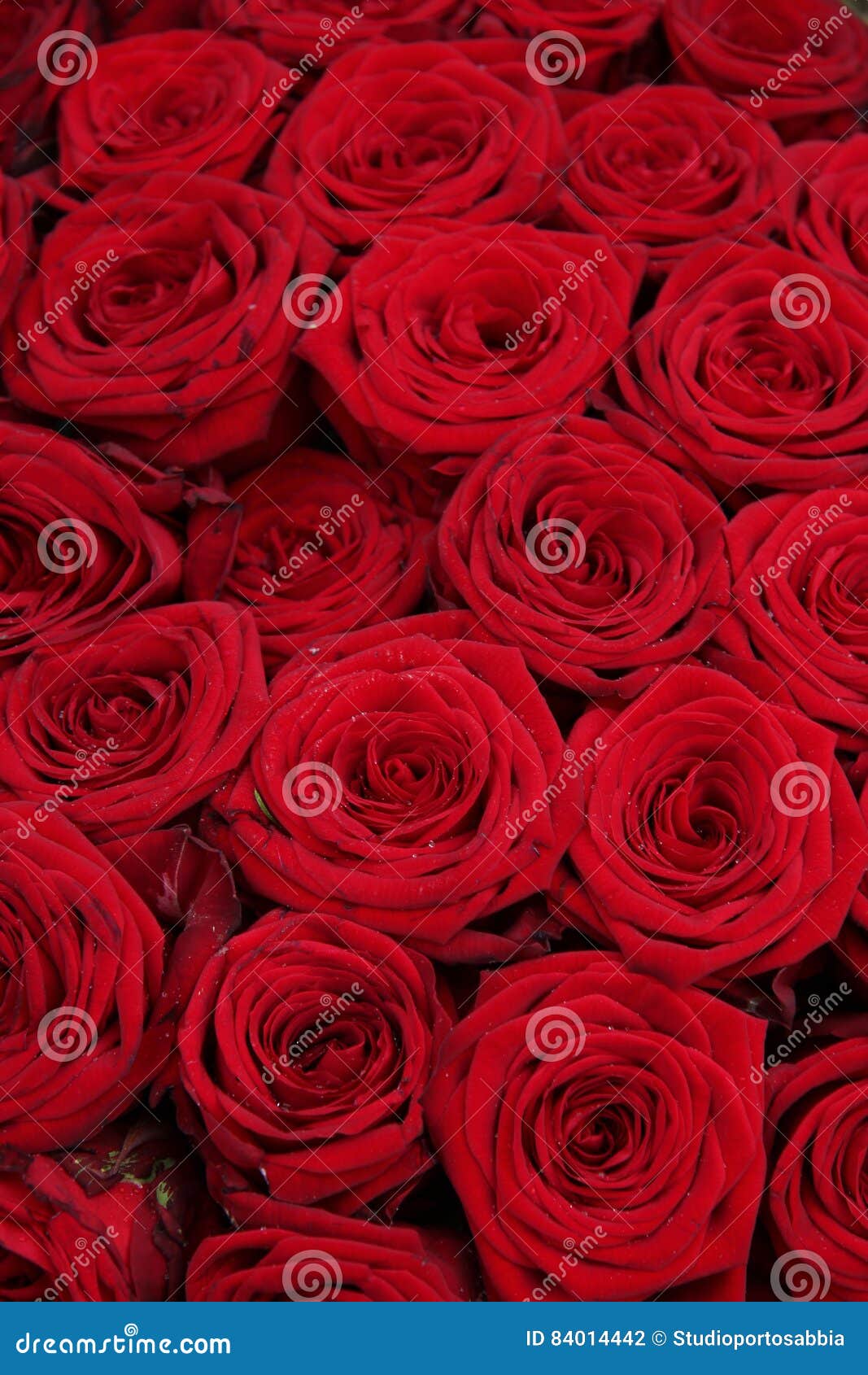 Big group of red roses stock photo. Image of botanical 84014442