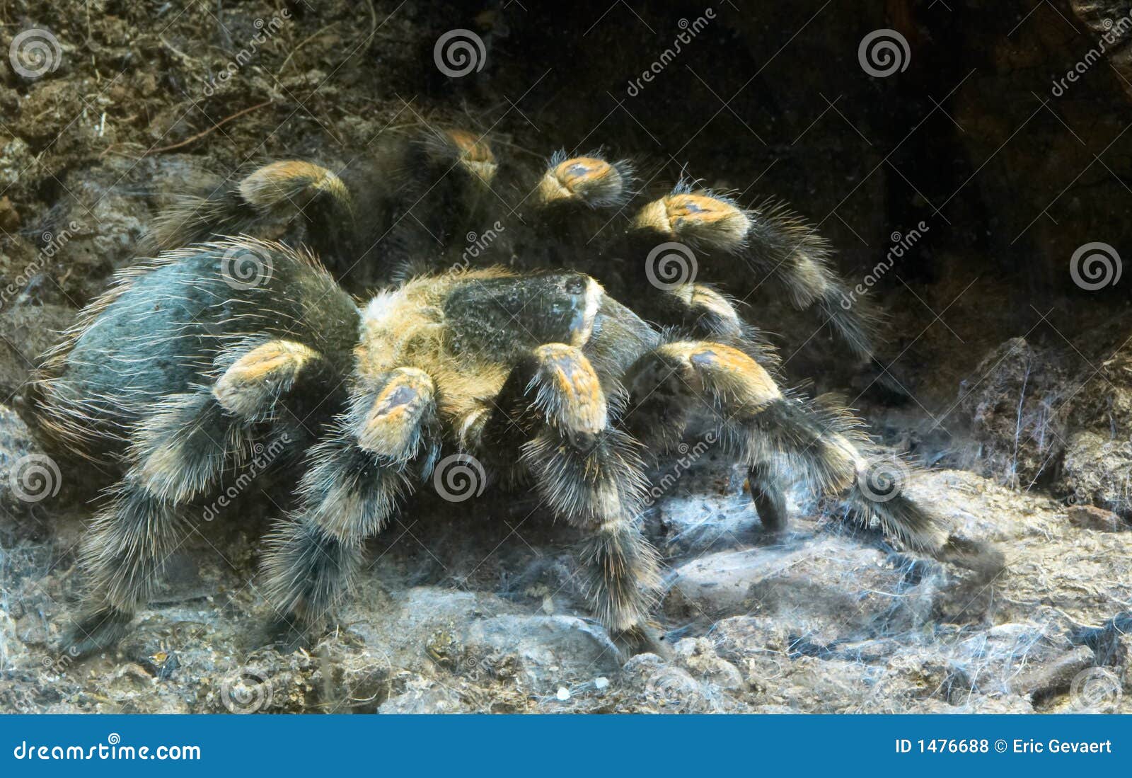 Big hairy spider stock photo. Image of exterminate, ecuador - 1476688