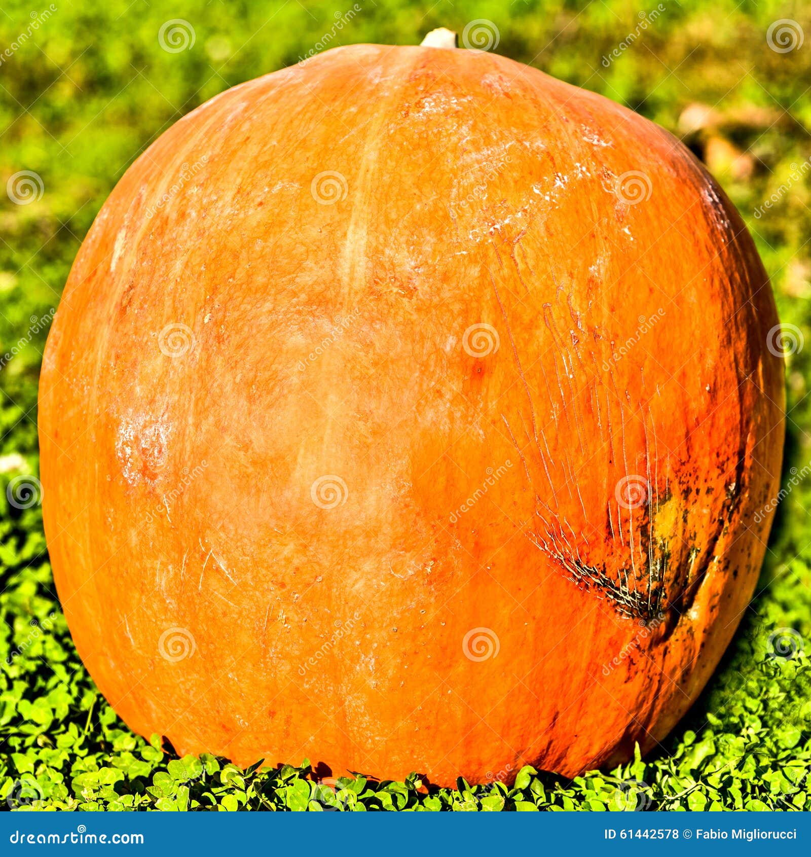 Big Halloween pumpkin stock photo. Image of cute, portrait 61442578